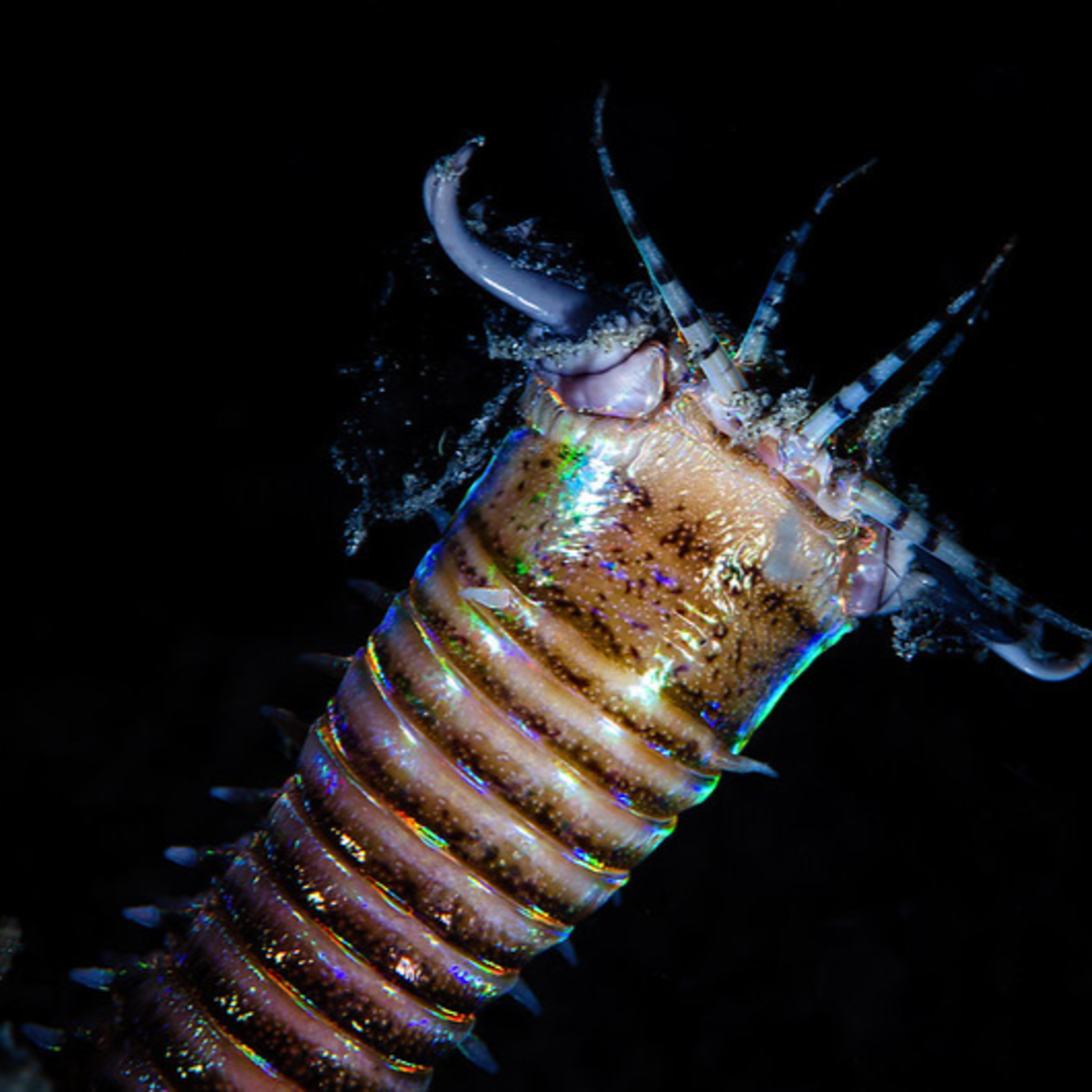 Deep Marine Scenes