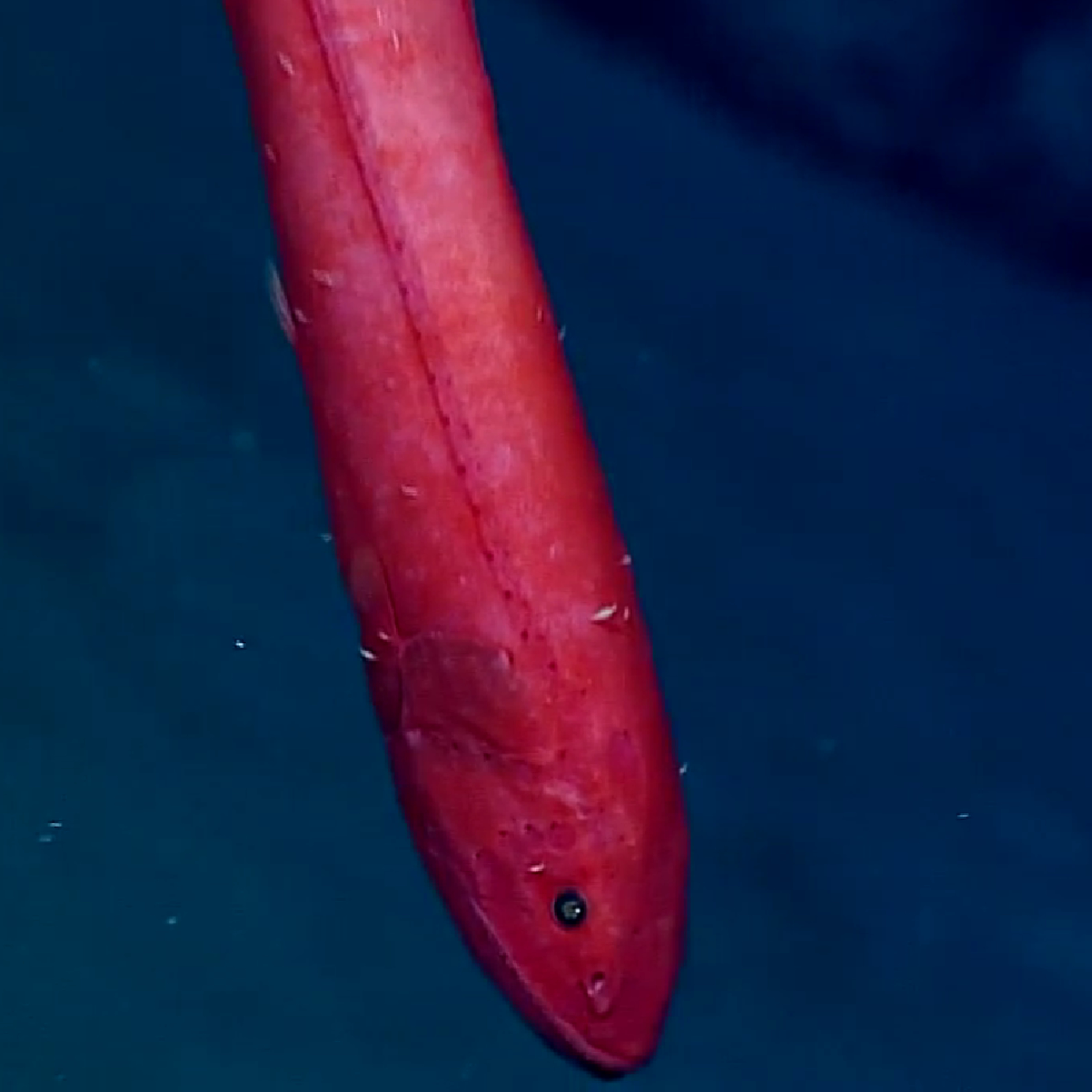 Deep Marine Scenes