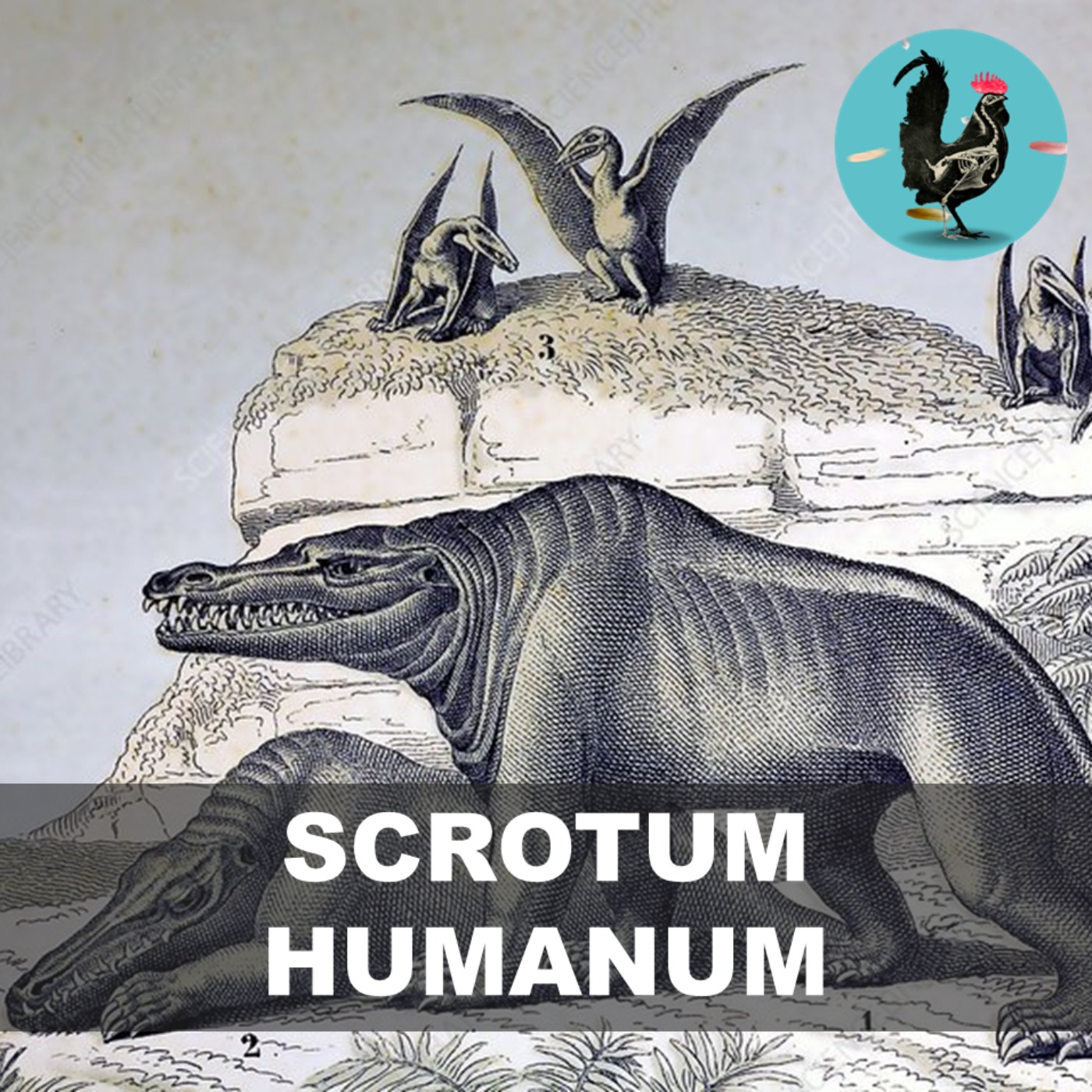 #163: Scrotum Humanum