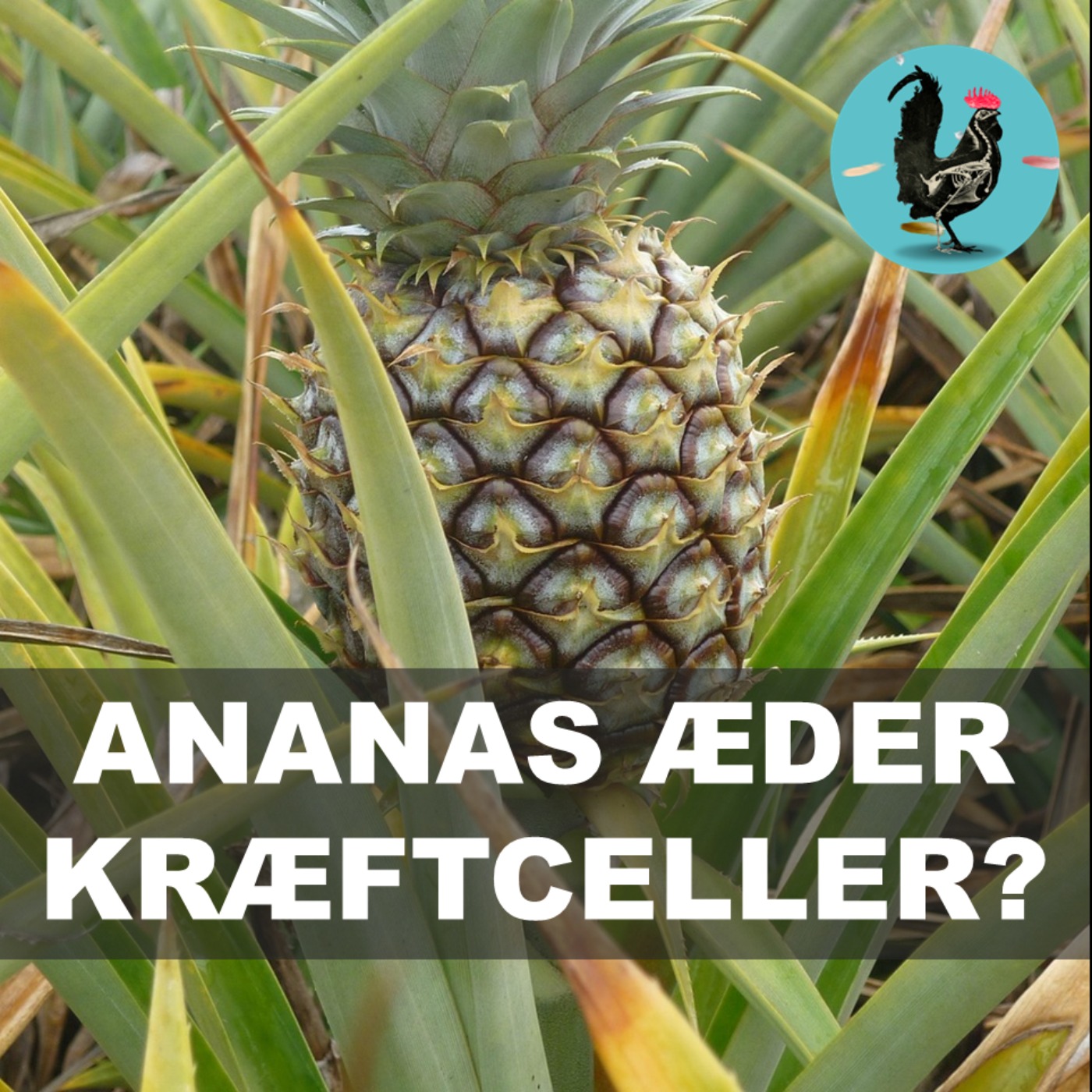 #240: Frugten der spiser dig, mens du spiser den