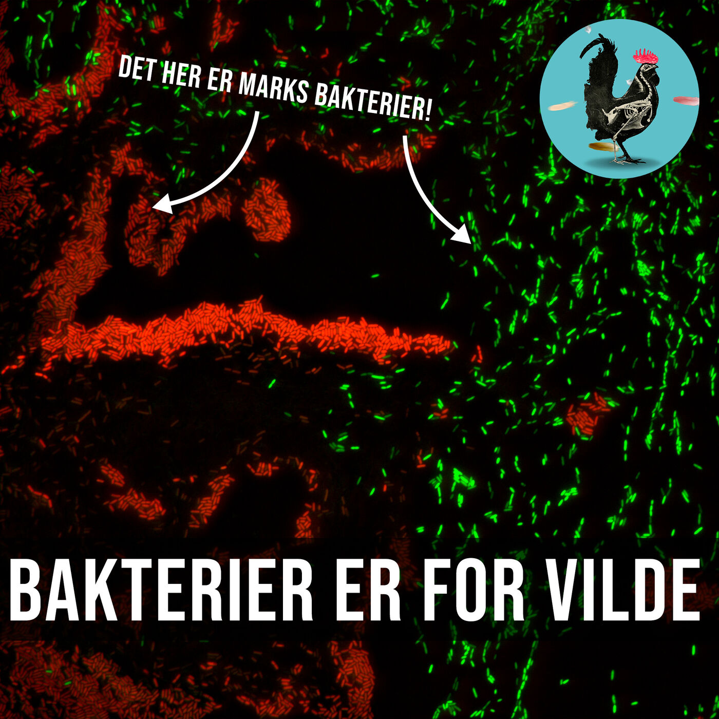 #130: Flemming elsker bakterier