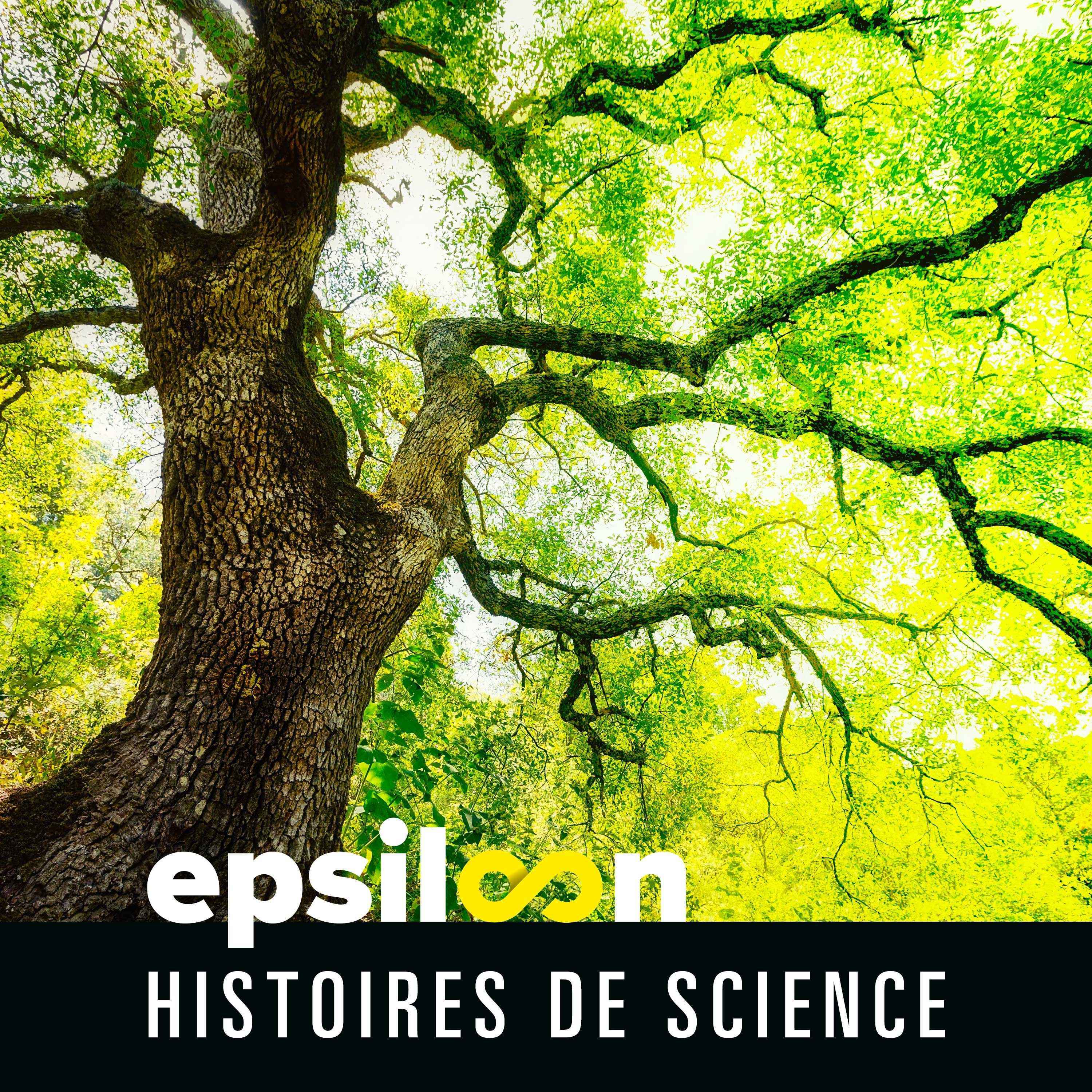 Les vieux arbres sont les gardiens des forêts