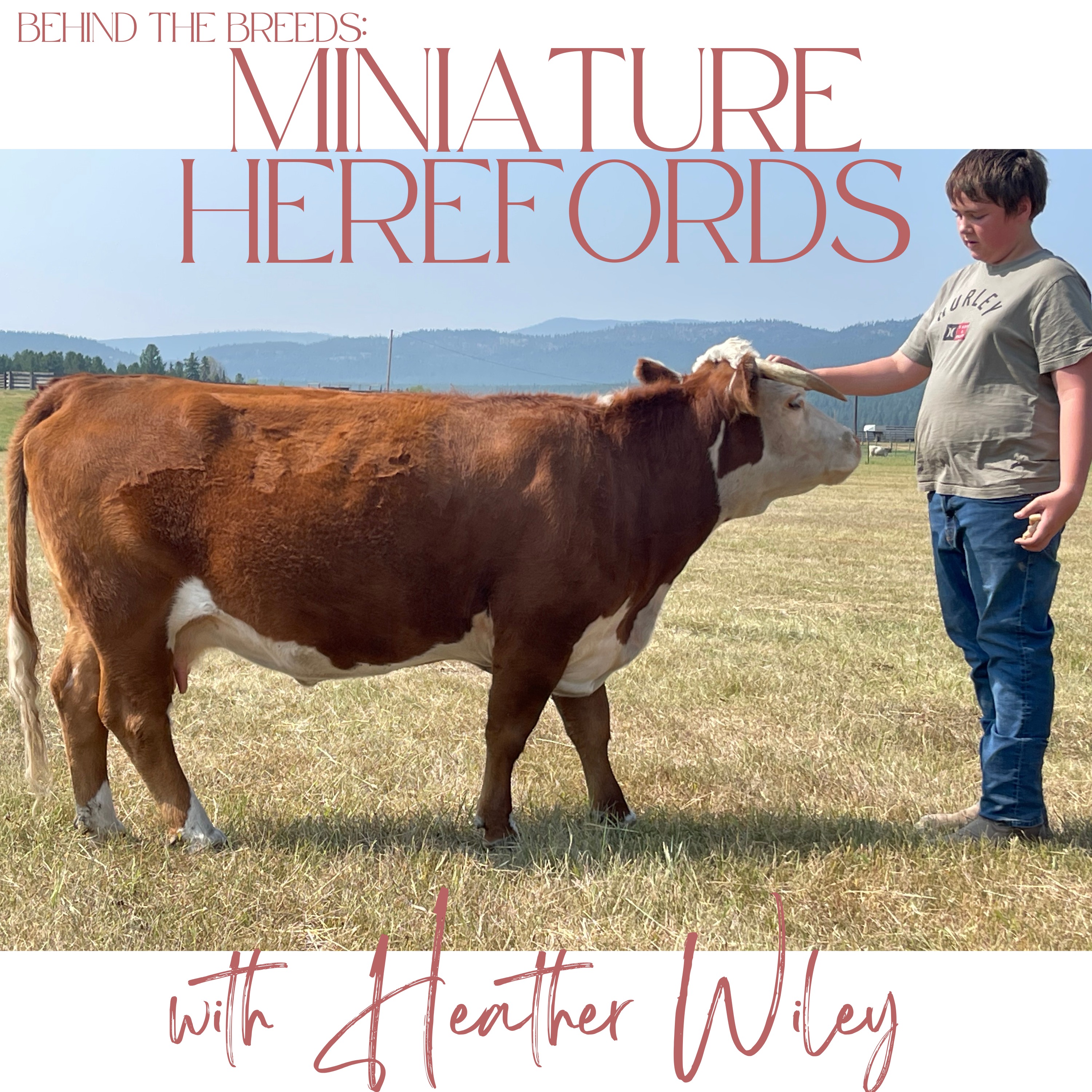 Lil Hooves Podcast