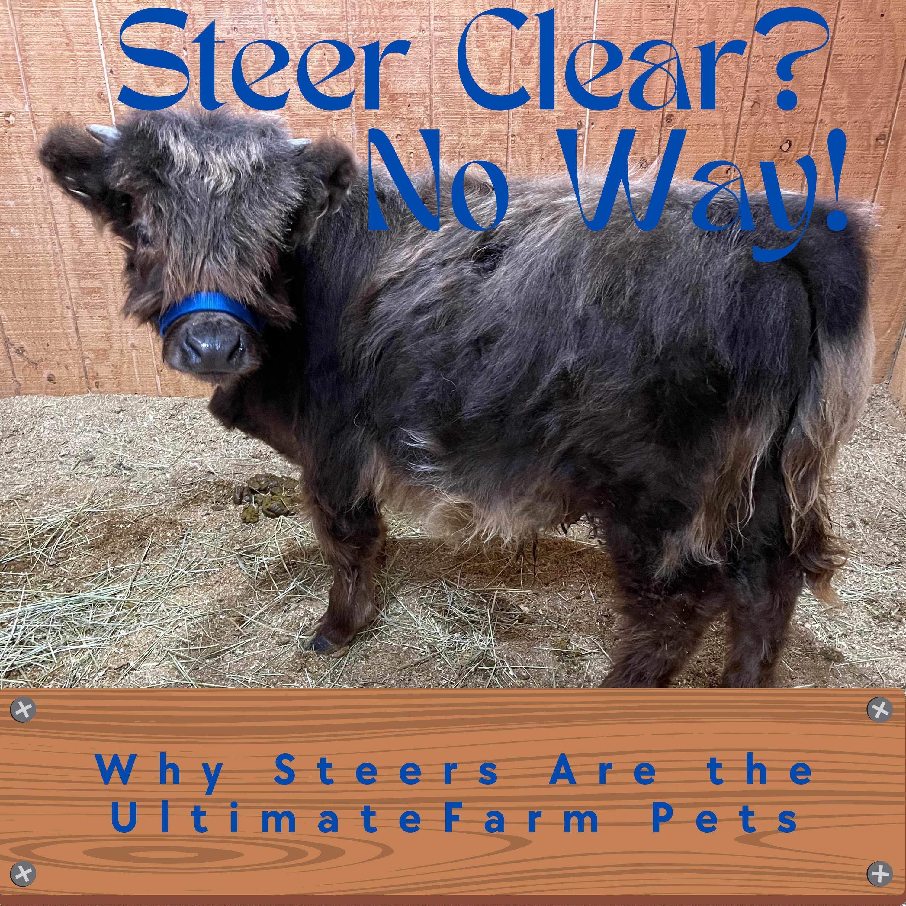 Lil Hooves Podcast