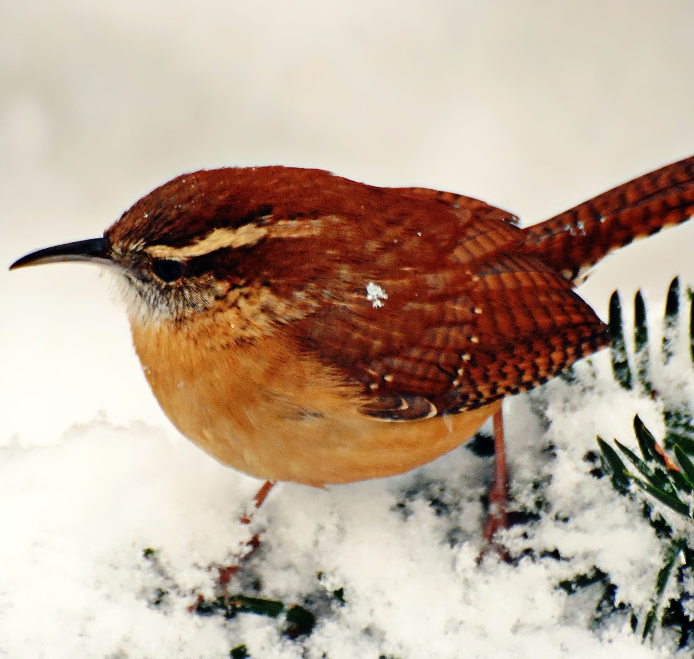 Unreal Irish Folklore