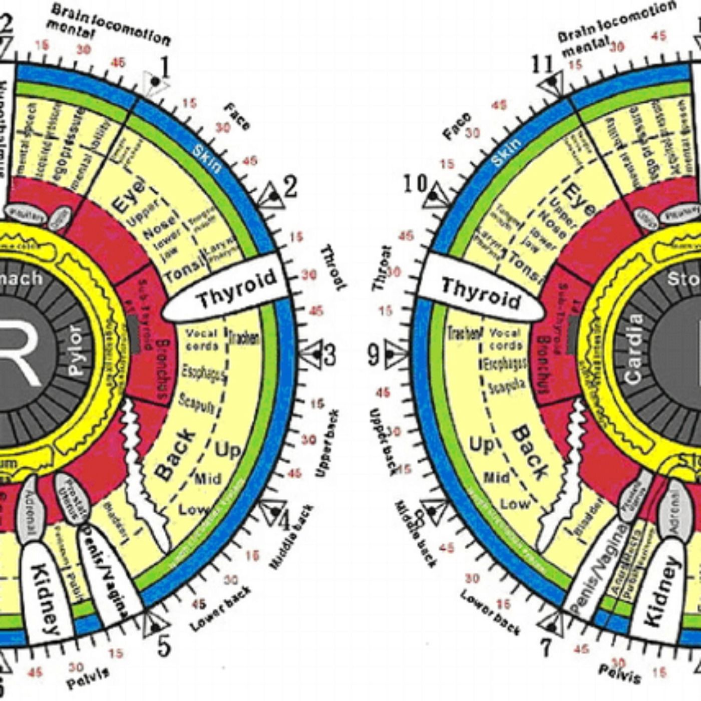 Kate Shemirani: Iridology - The Amazing Eyes, What They Do & How To Care For Them