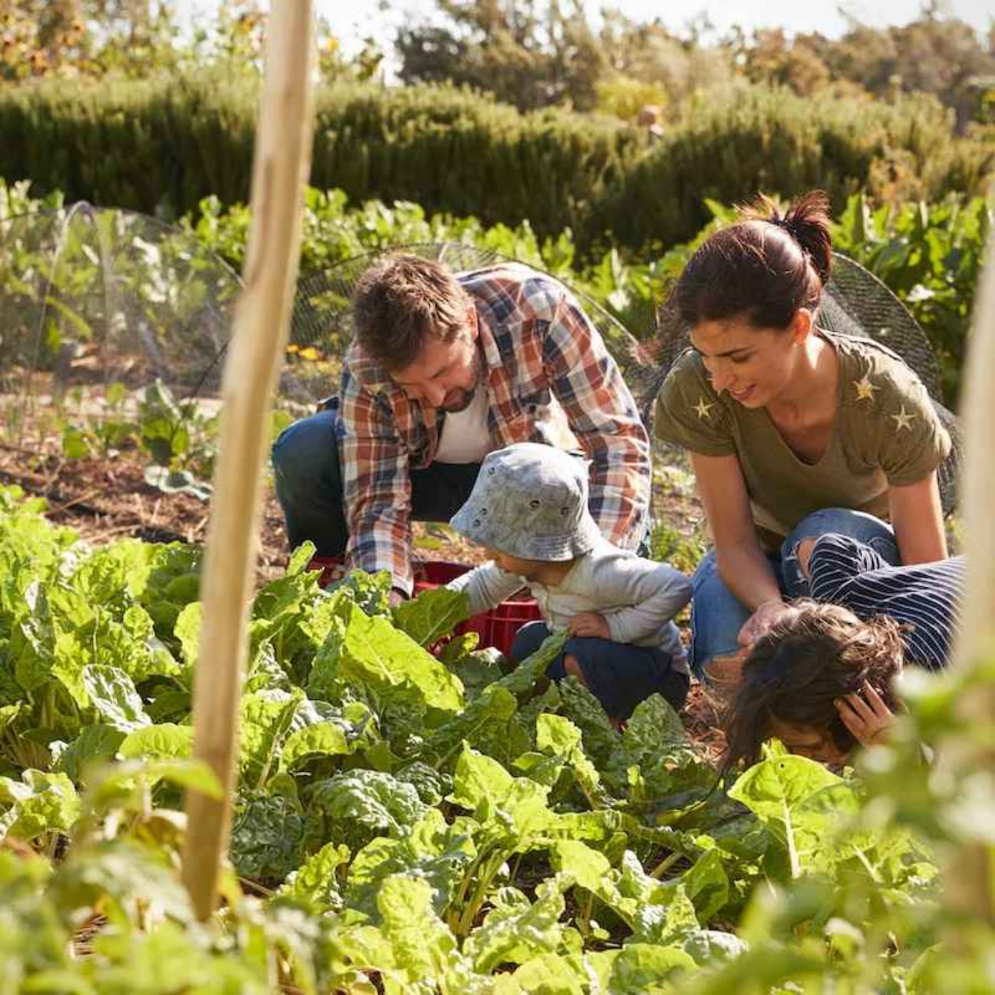 With The Attacks On Our Food Supply, Many Are Returning To The Old Paths
