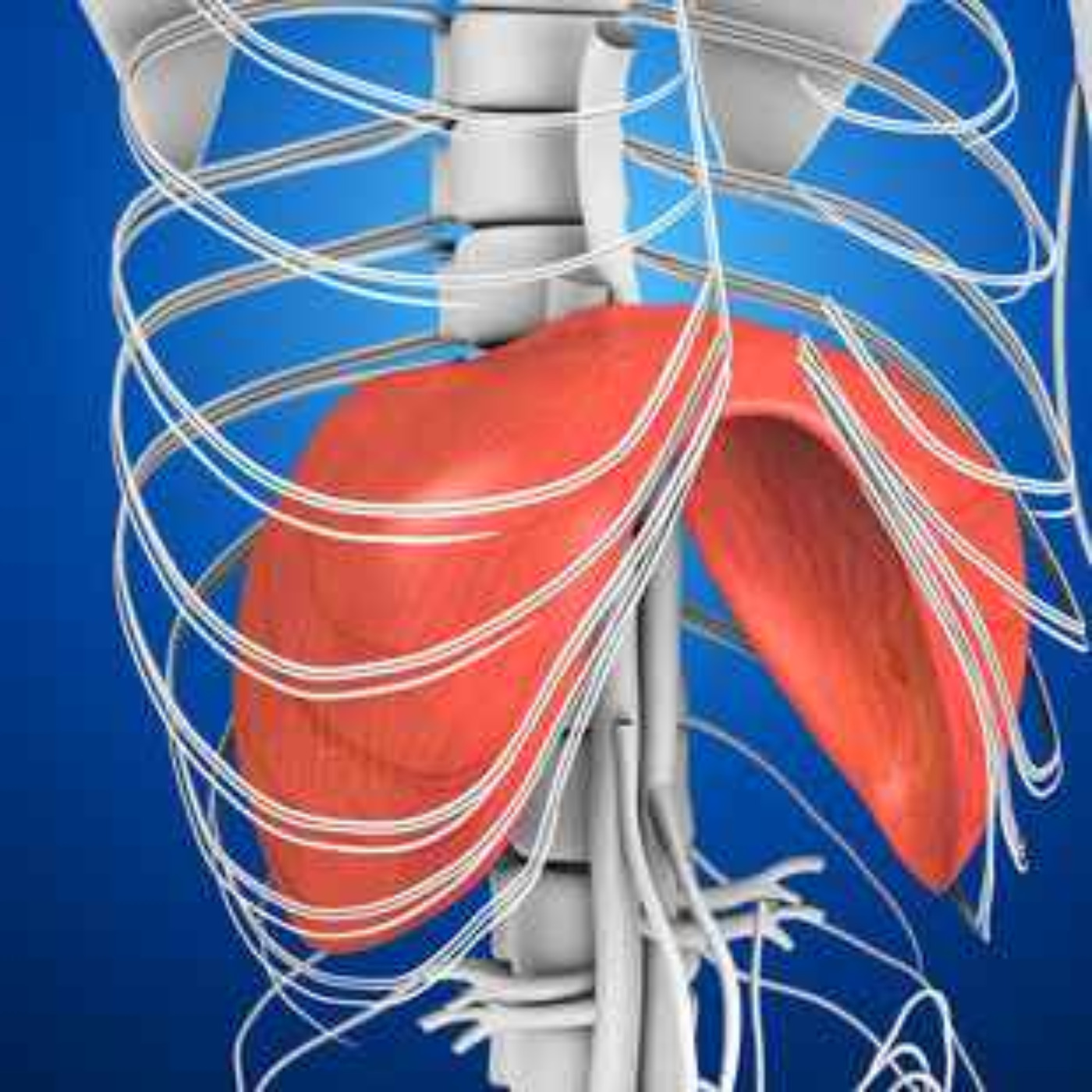 The Silent Muscle: How Diaphragm Weakness & Drug-Induced Paralysis Cause Cardiac Collapse & Death