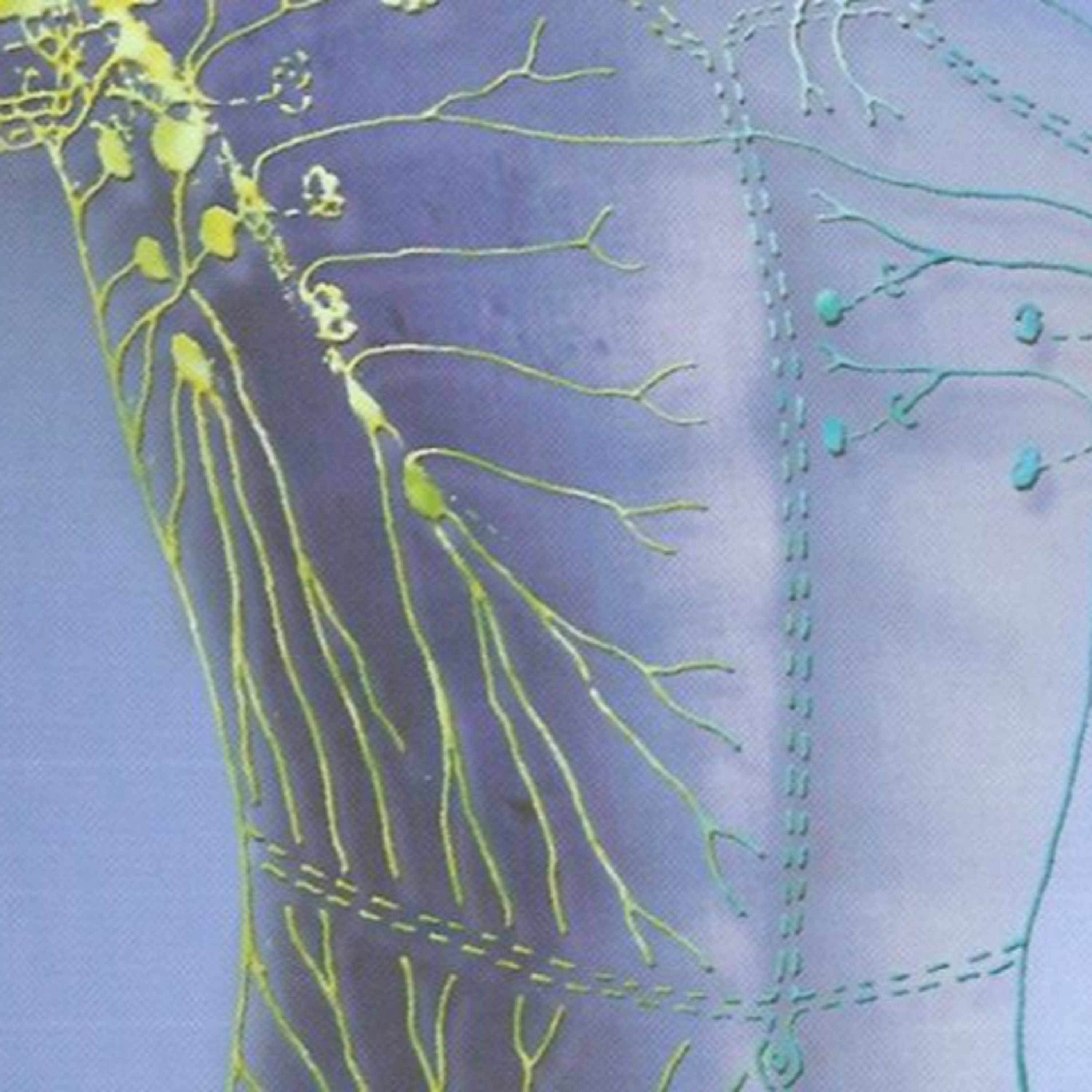 Lymphatic Cleaning With Kate Shemirani
