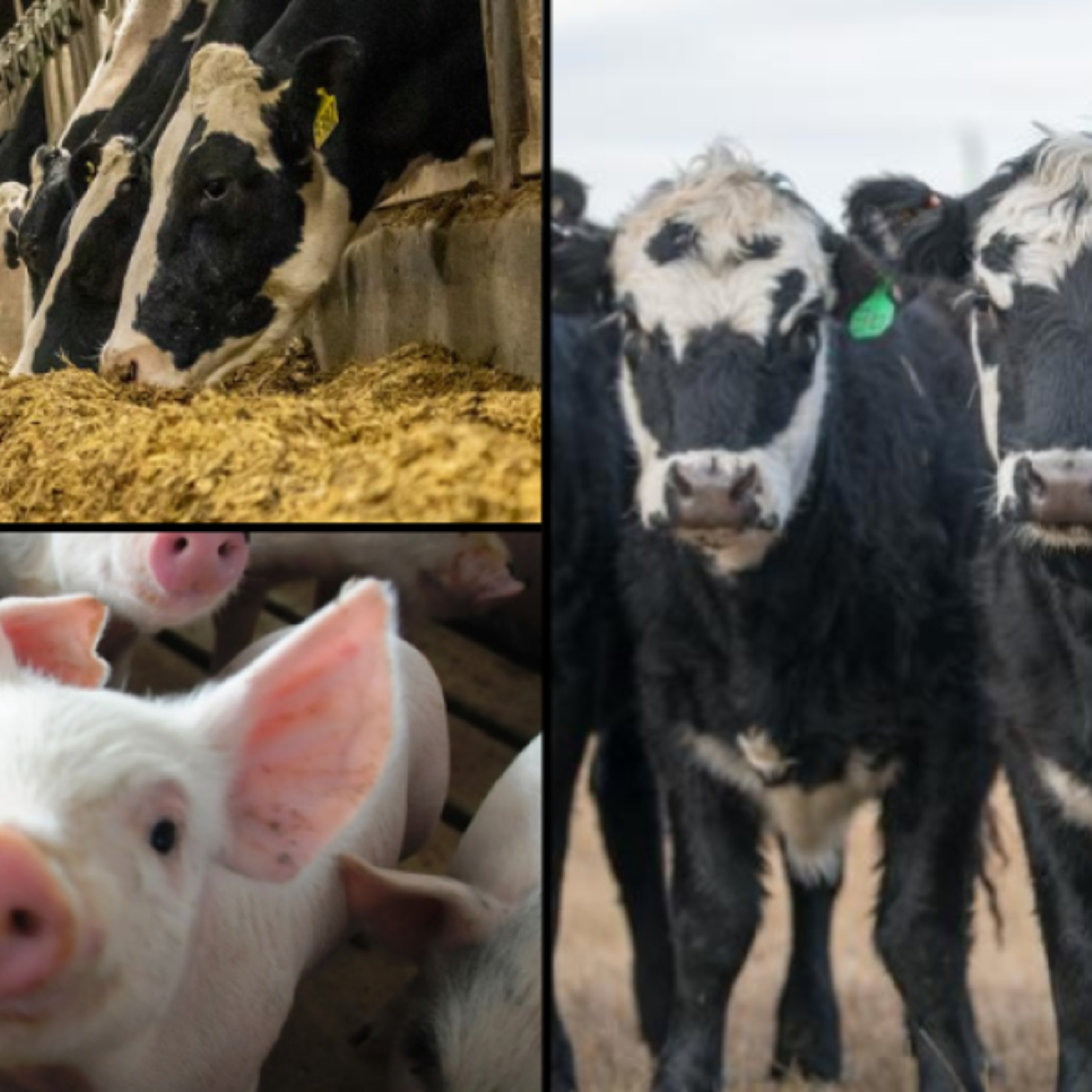 Attacks On The People's Food & Rights Are Attacks On The People