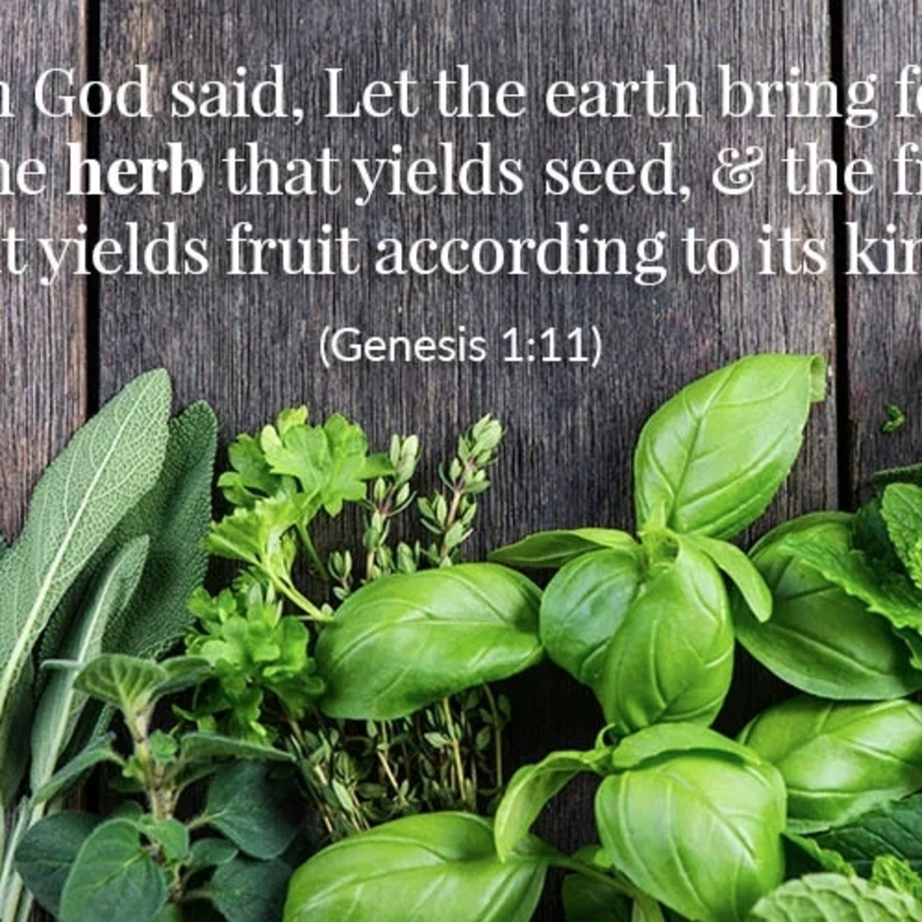 Kate Shemirani: Fantastic Herbs - The Creator's Medicine