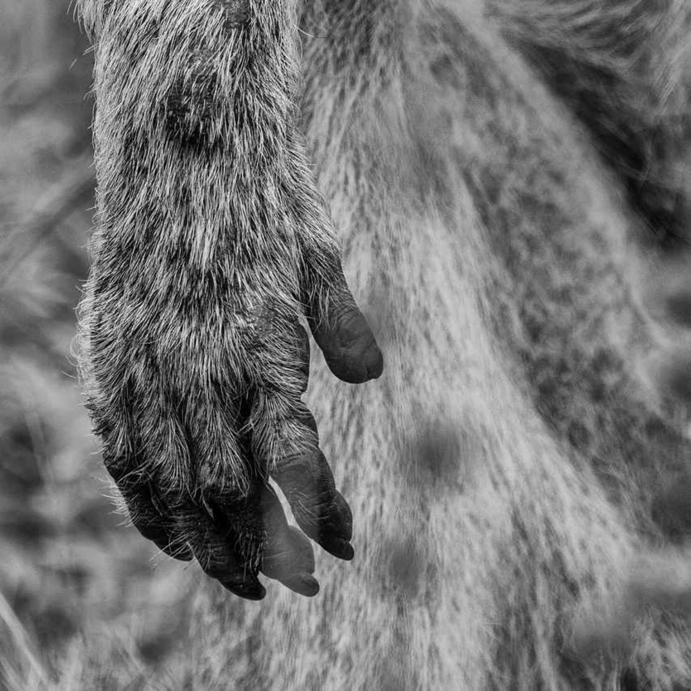 The Monkey's Paw - Cryptic Transmission episode artwork