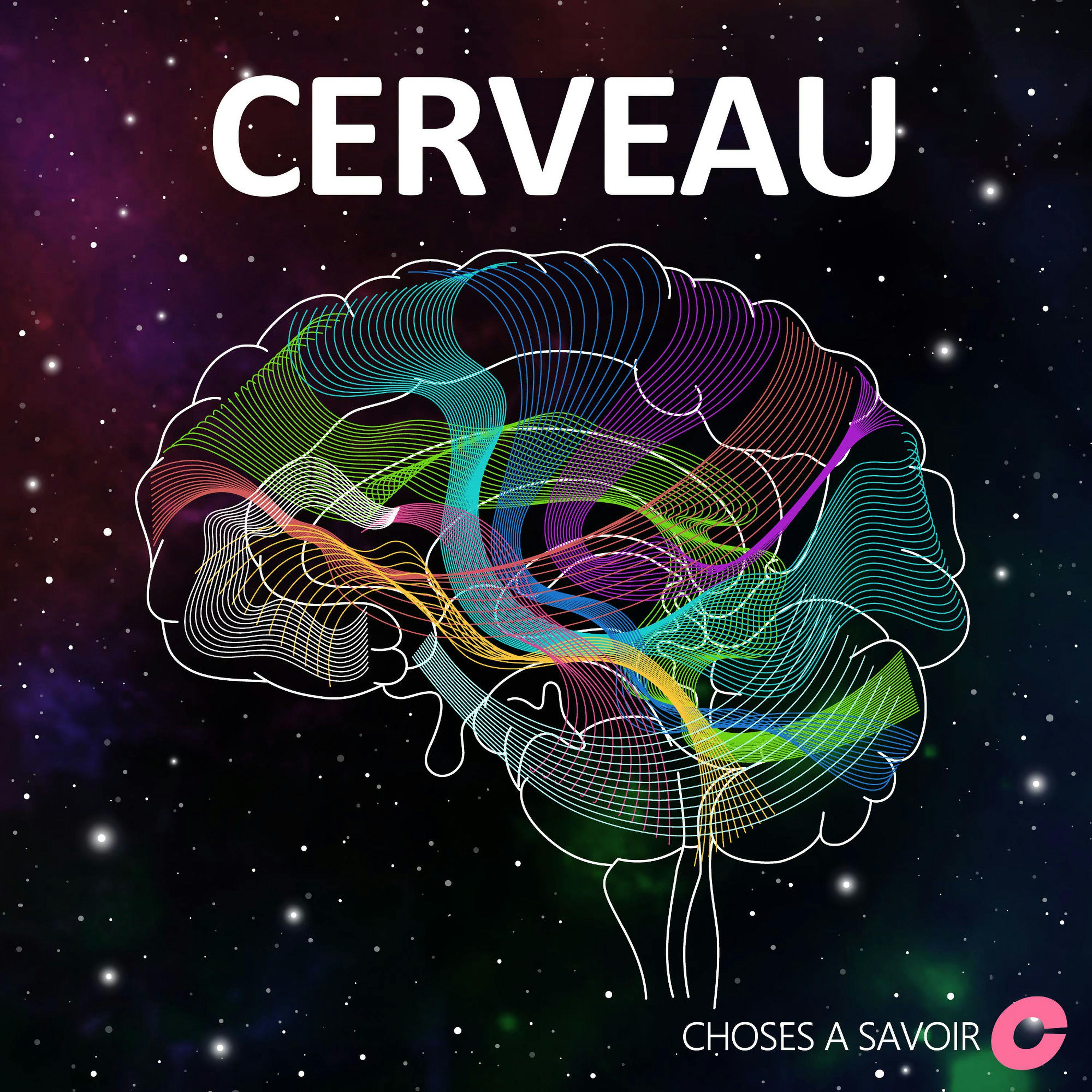 Notre cerveau est-il différent de celui des autres primates ?