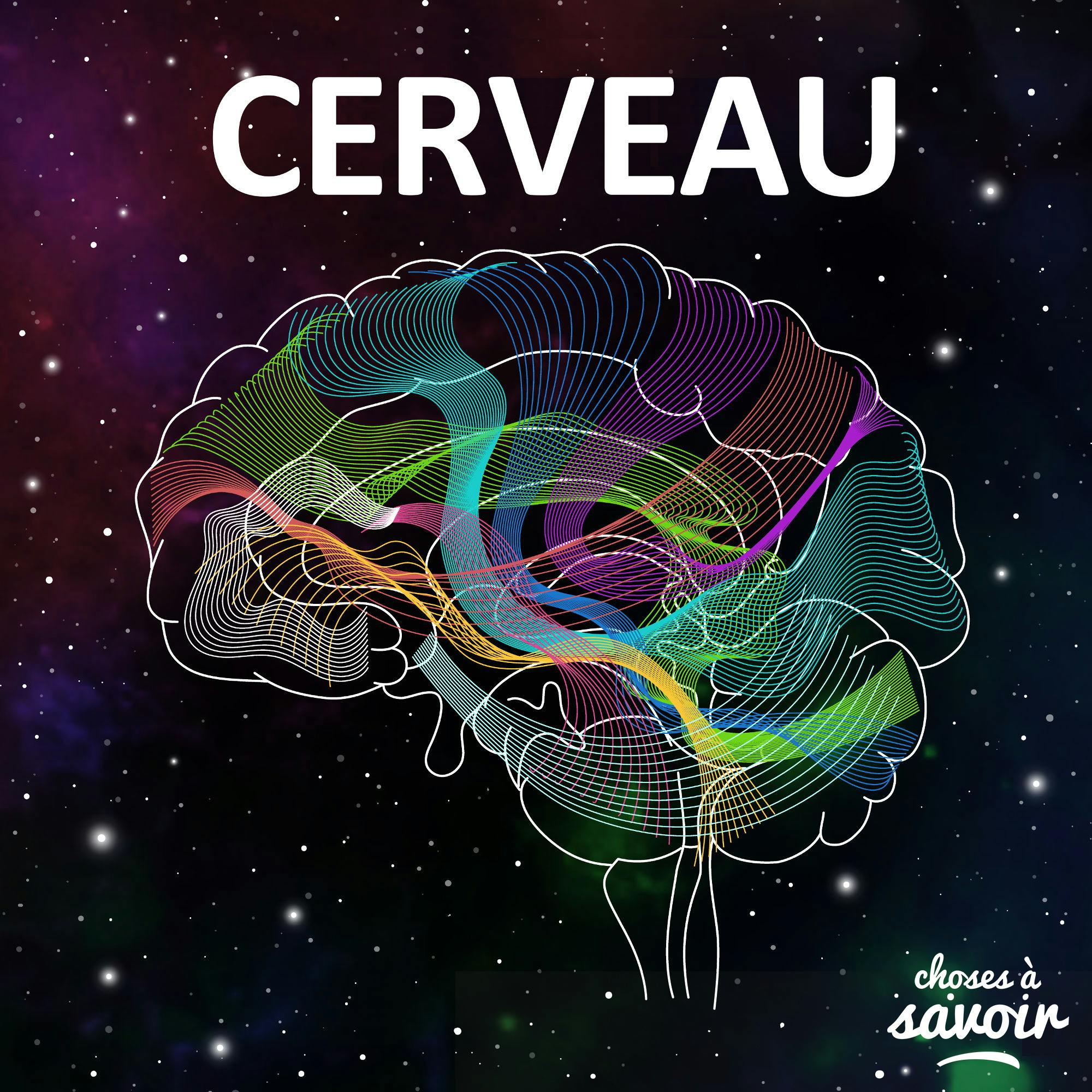 cover art for Notre langue maternelle est-elle spéciale pour notre cerveau ?
