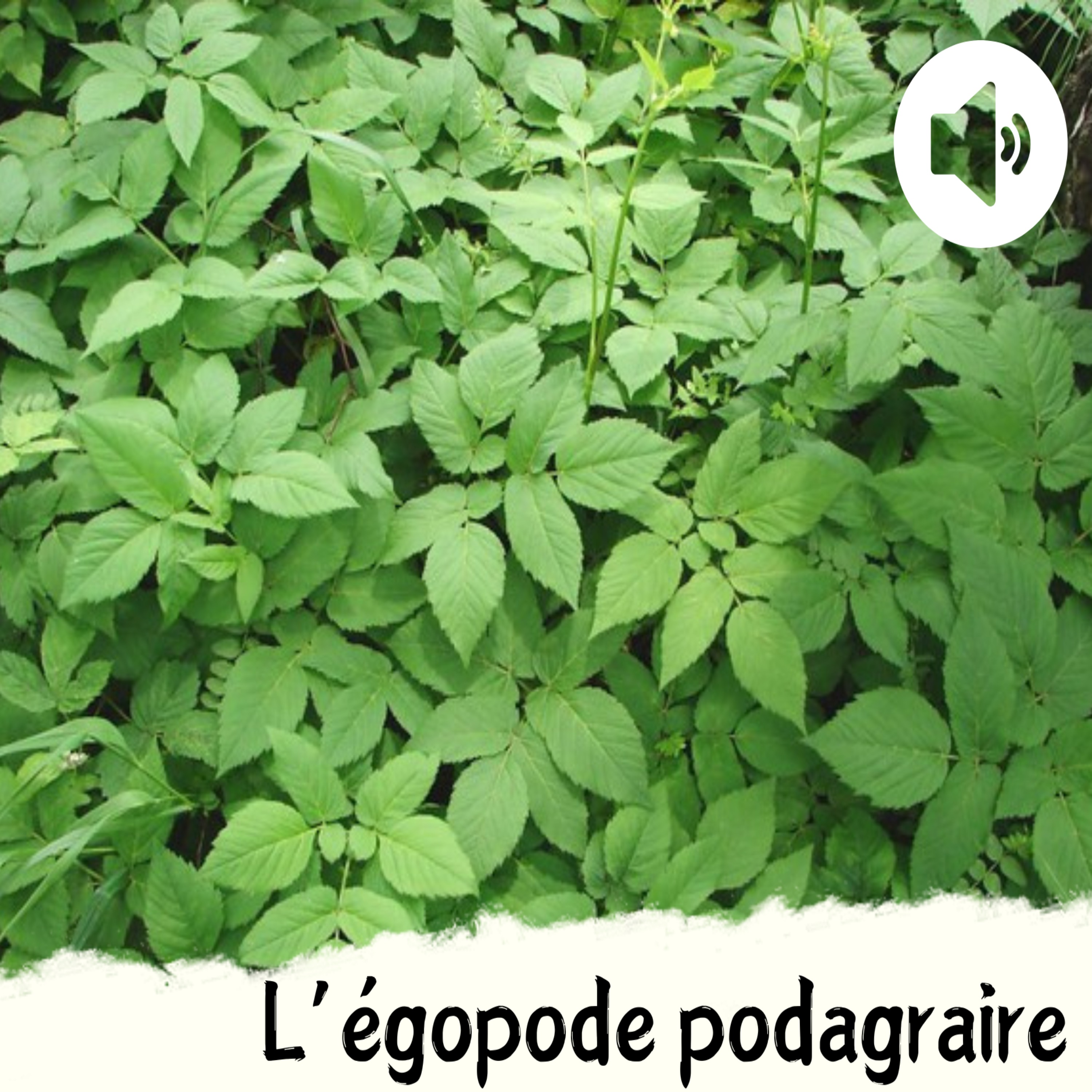 L'égopode podagraire