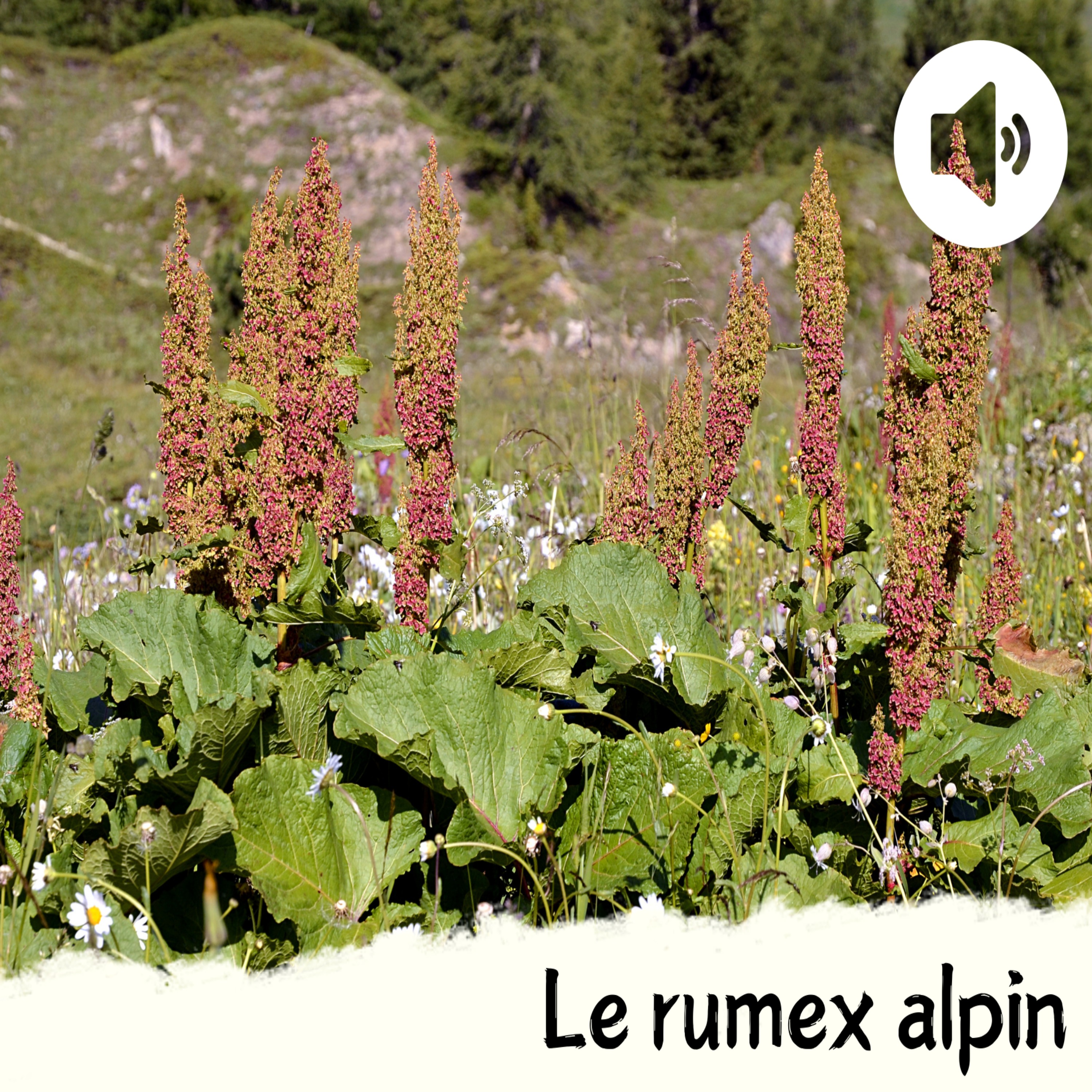 Le rumex alpin