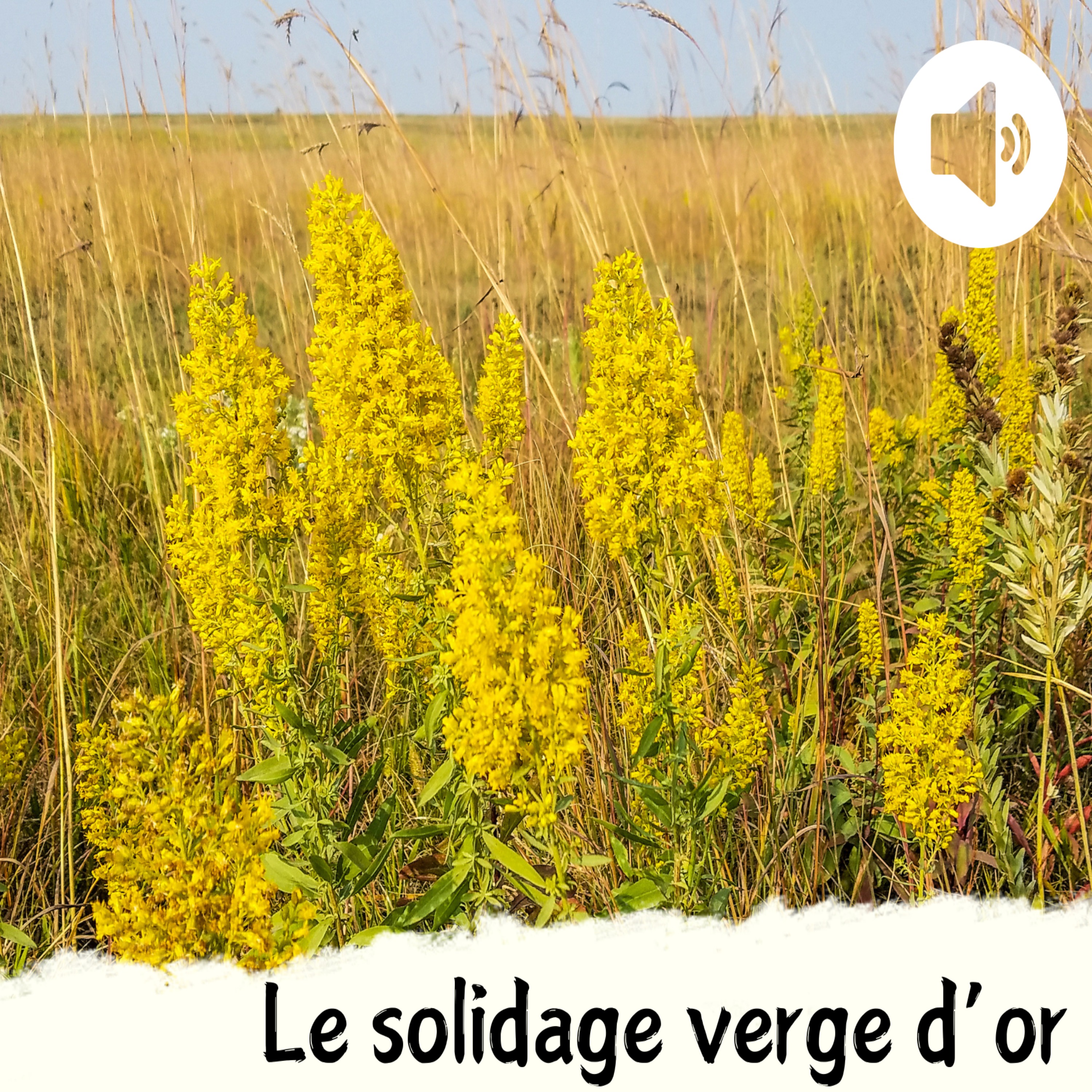 Le solidage verge d'or
