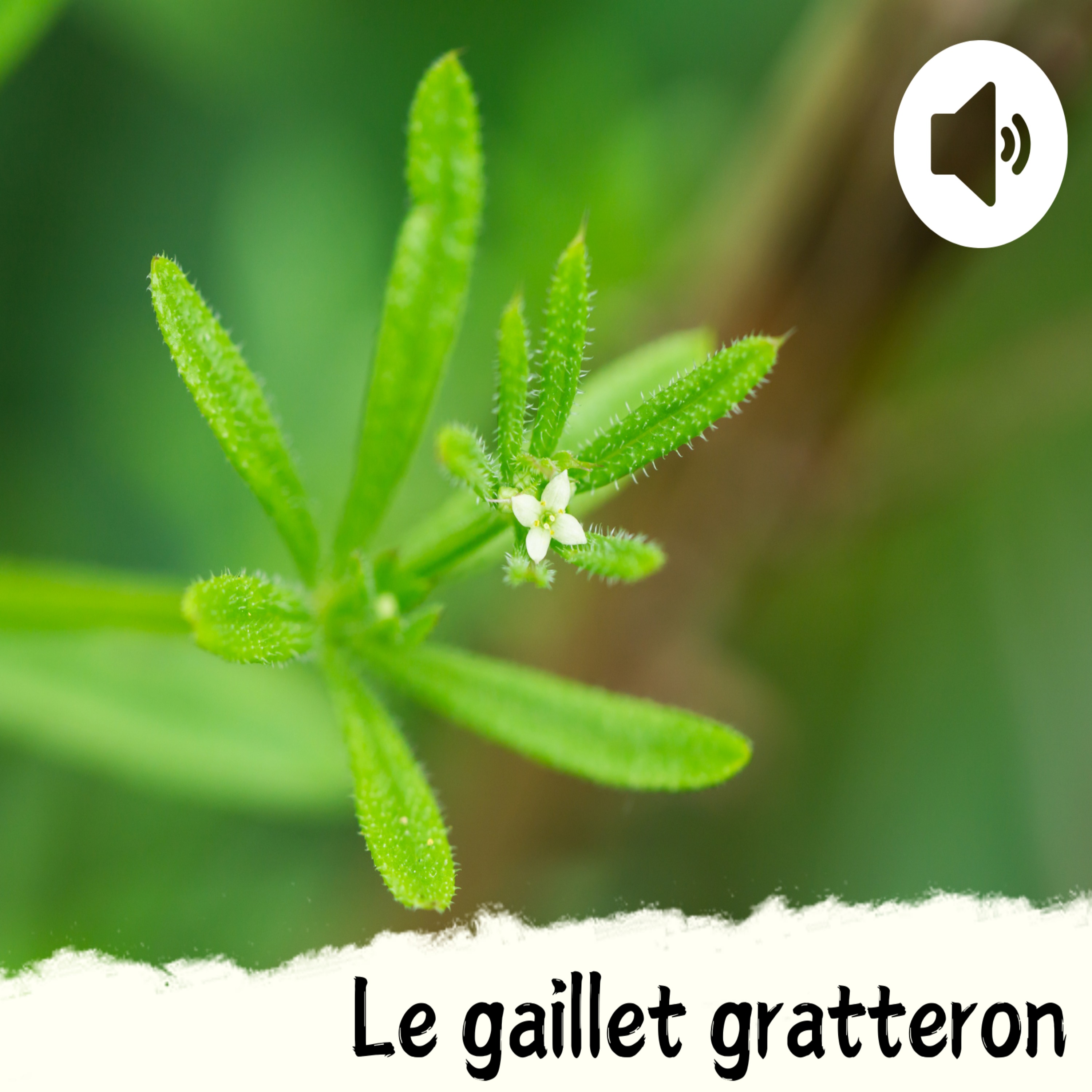 Le gaillet gratteron