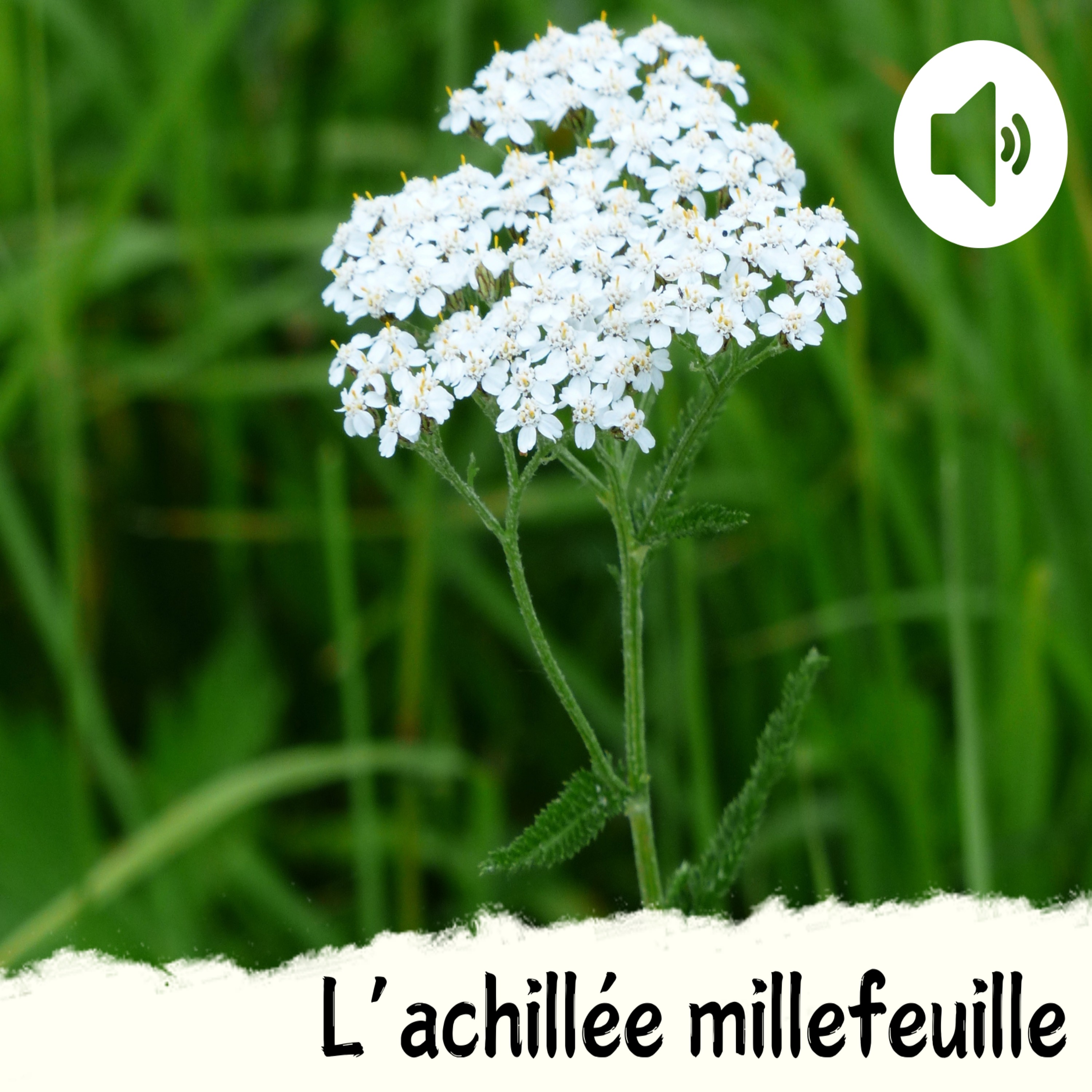 L'achillée millefeuille