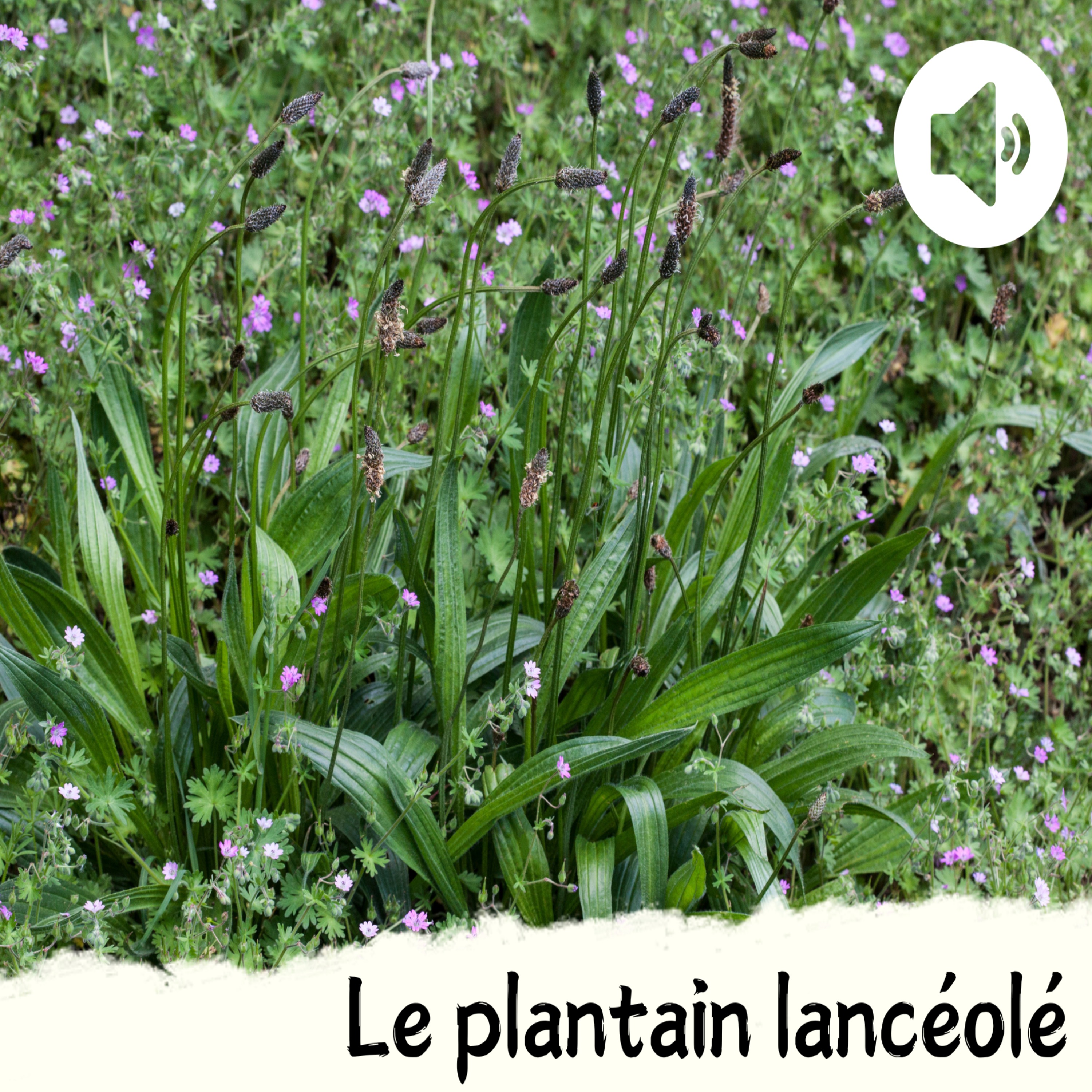 Le plantain lancéolé