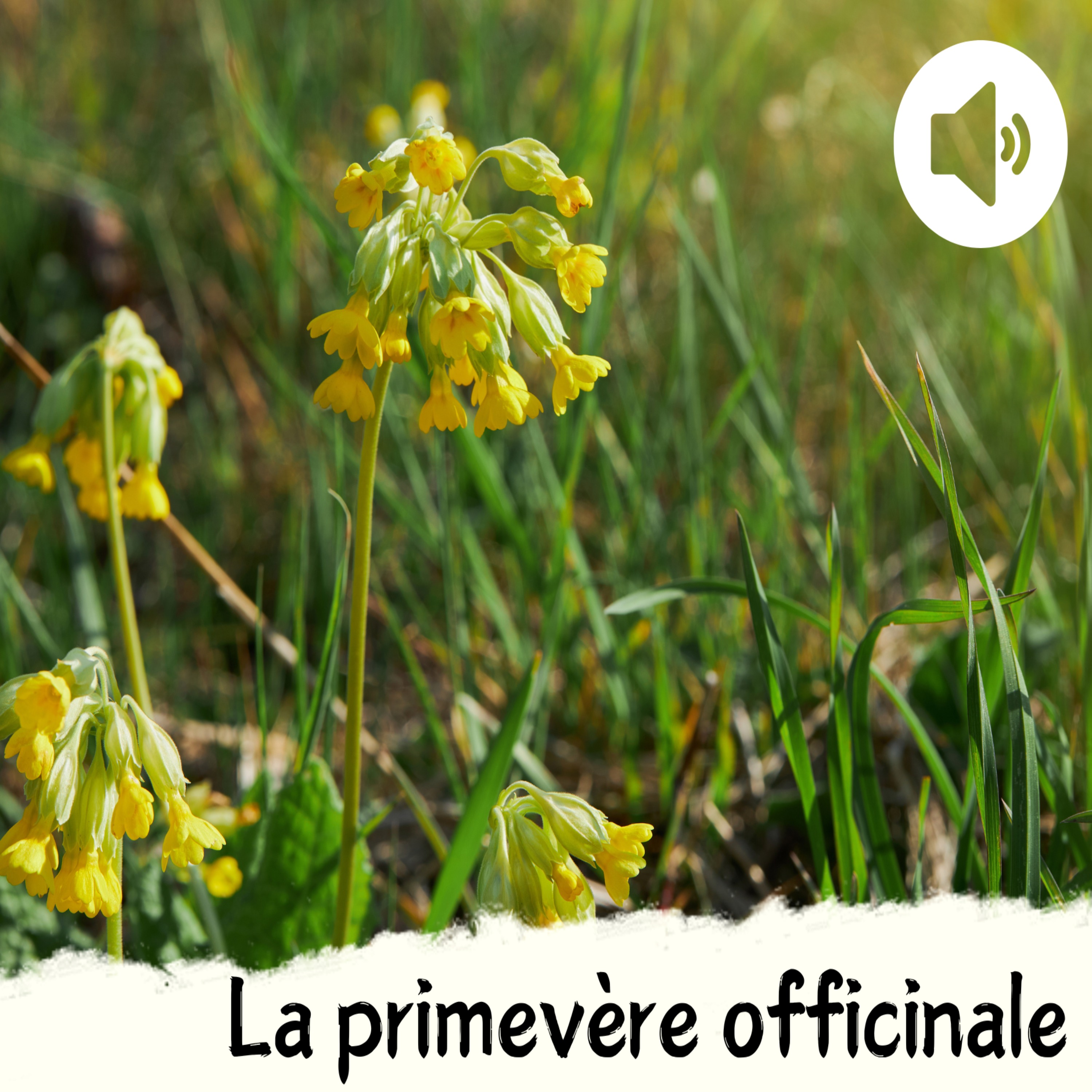 La primevère officinale