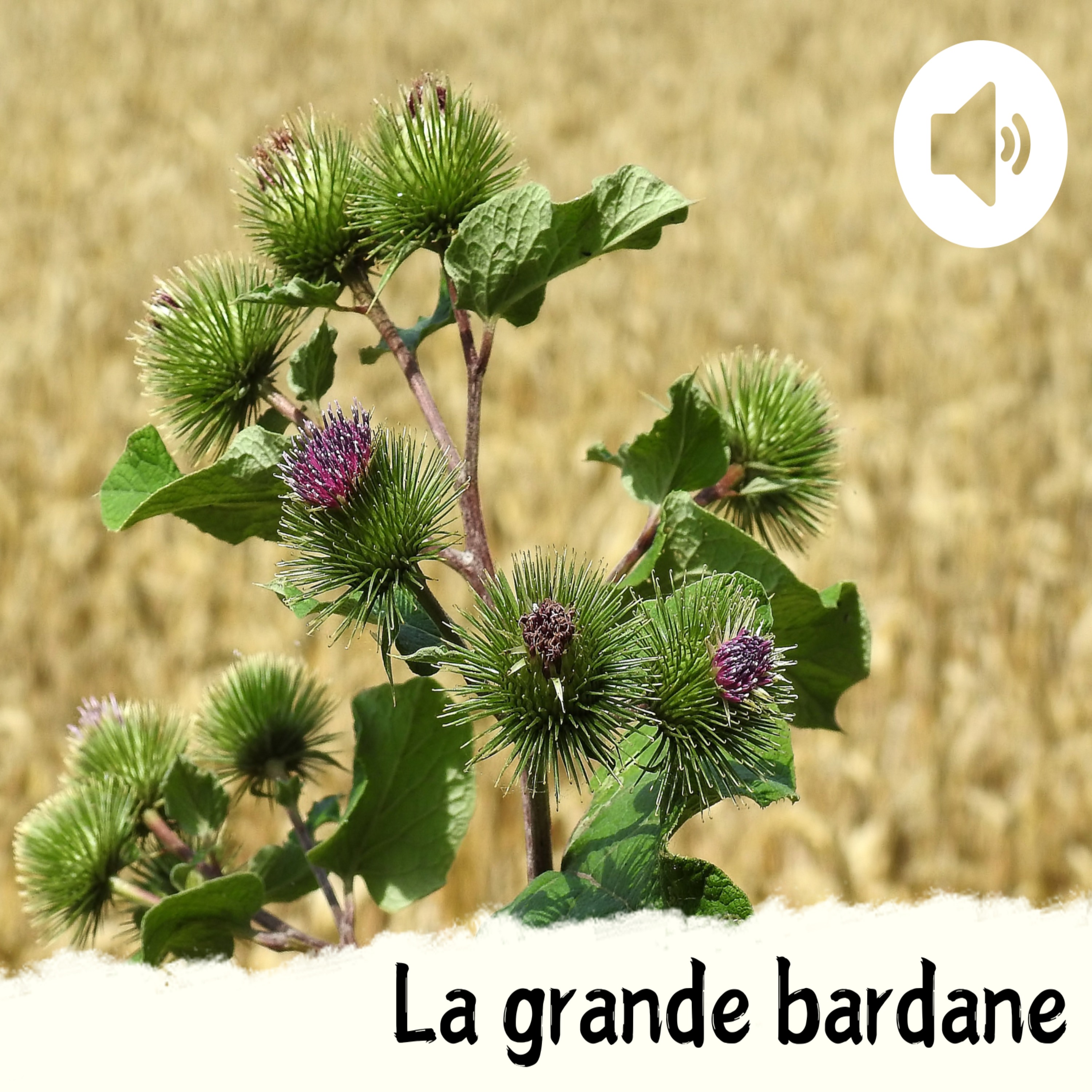 La grande bardane