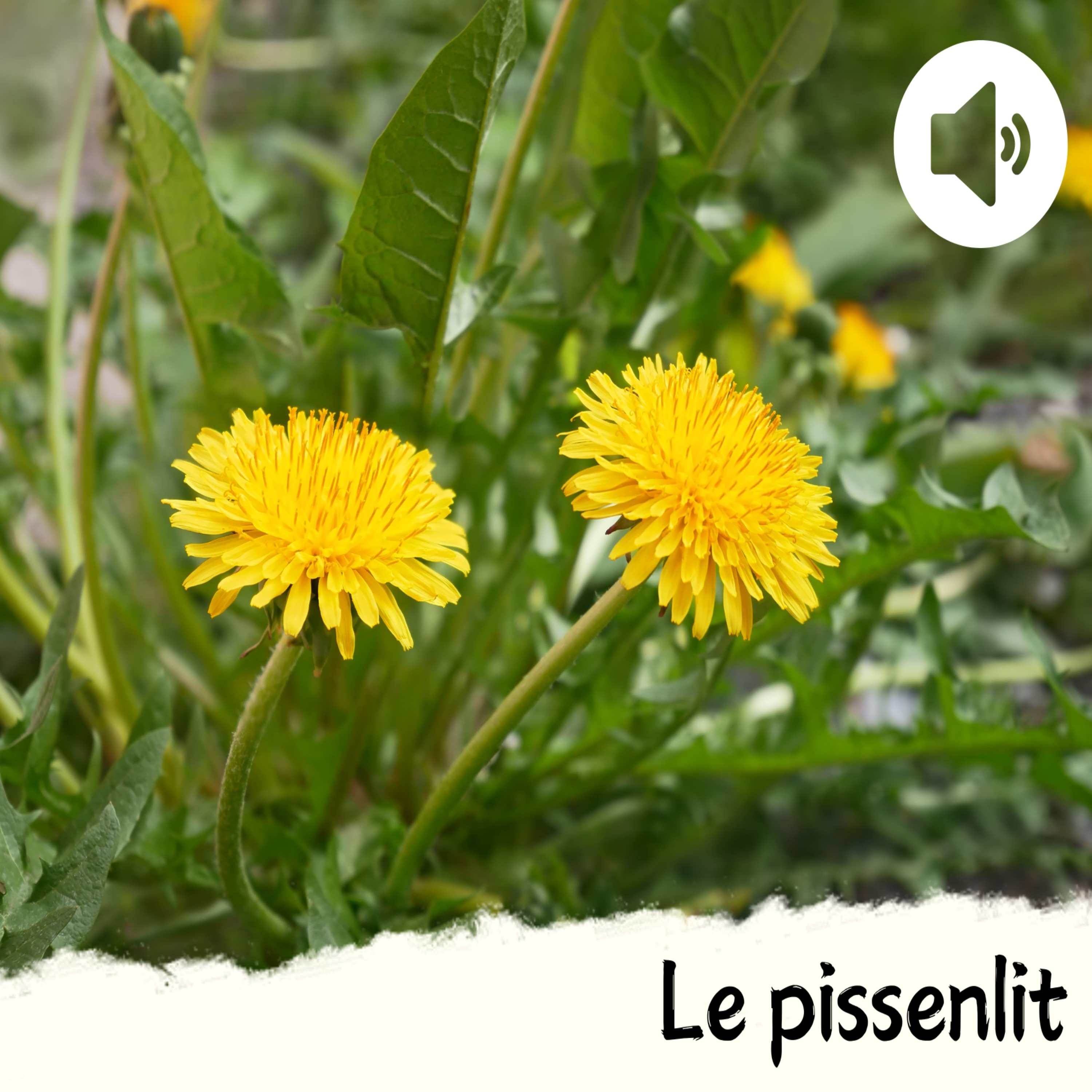 Le pissenlit