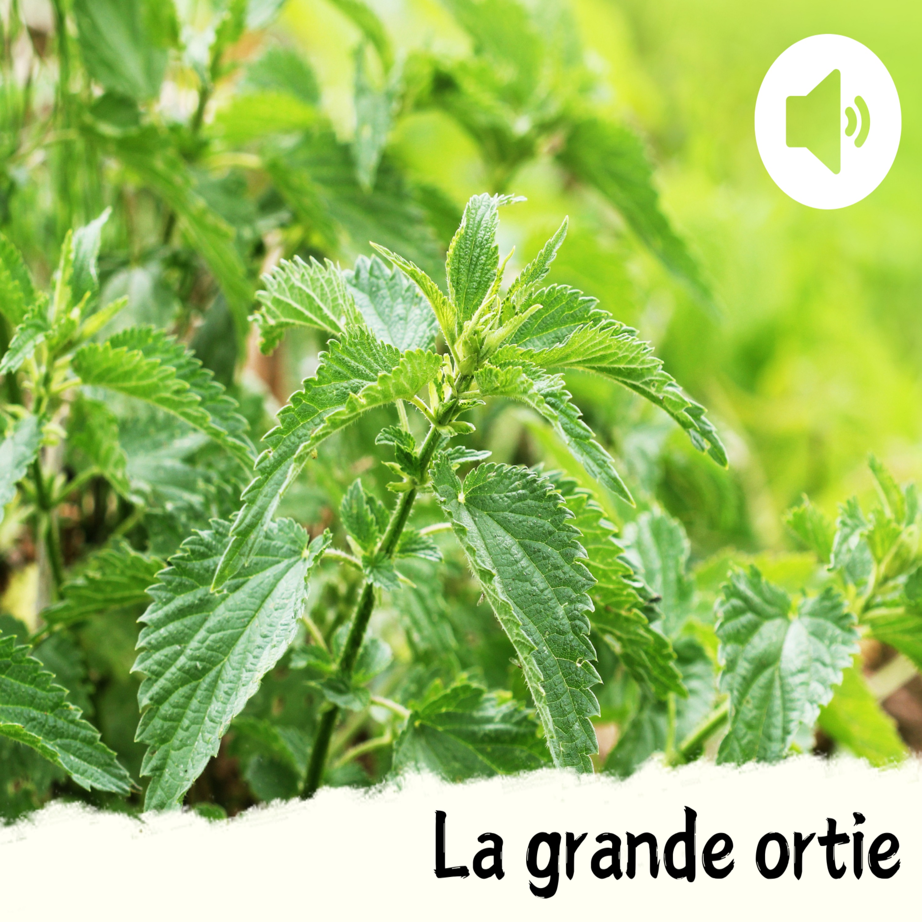 La grande ortie