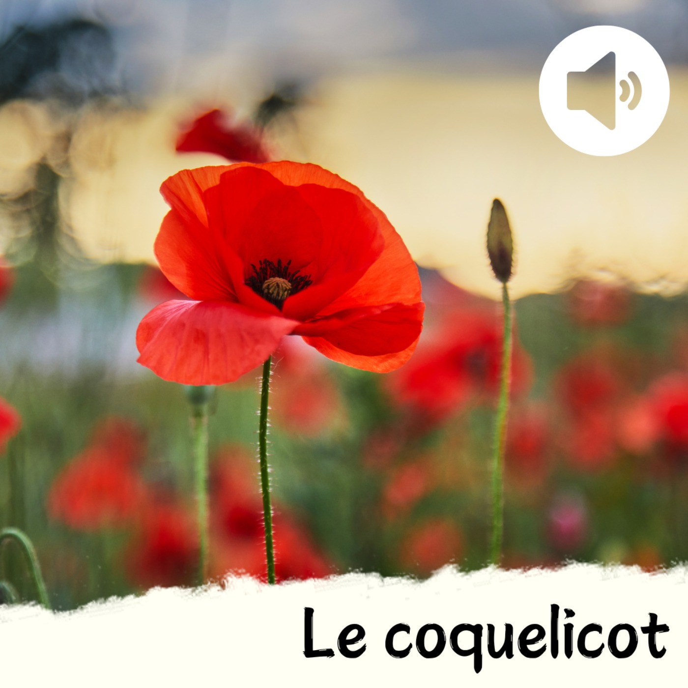 Le coquelicot