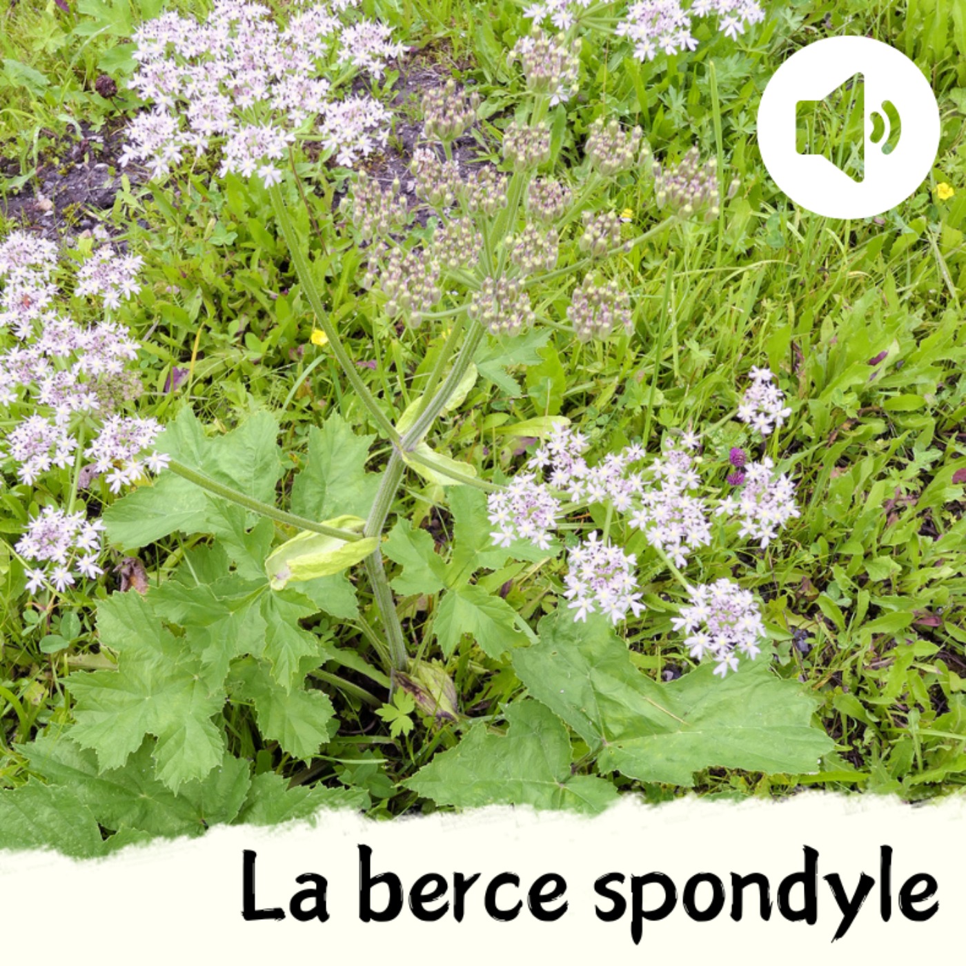 La berce spondyle
