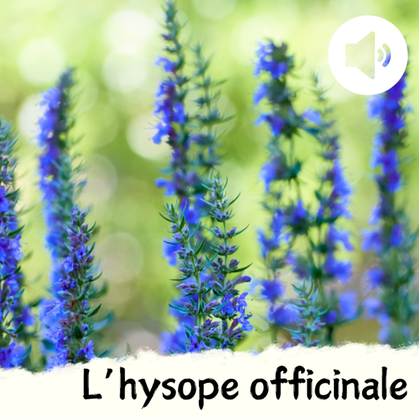 L'hysope officinale