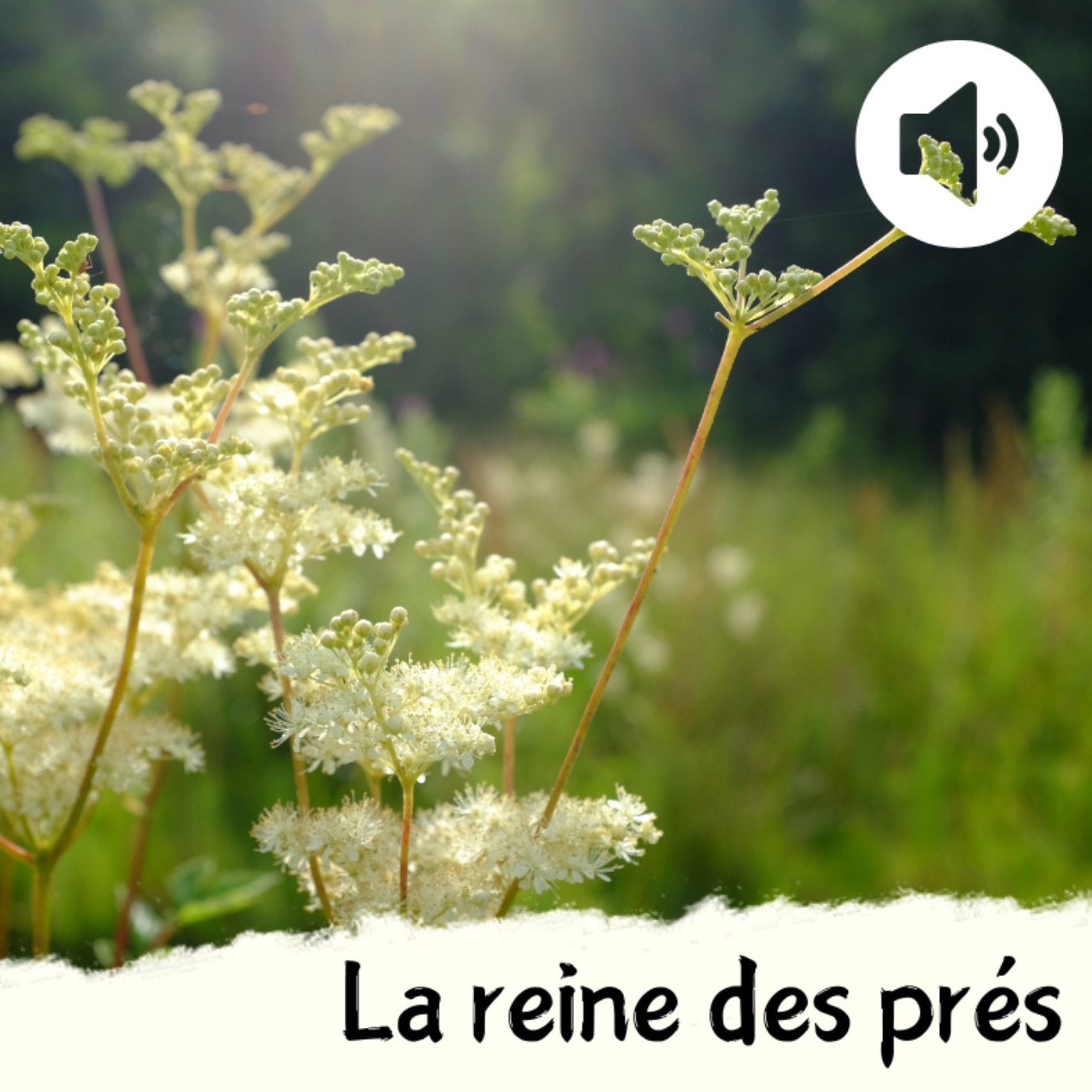 La reine des prés