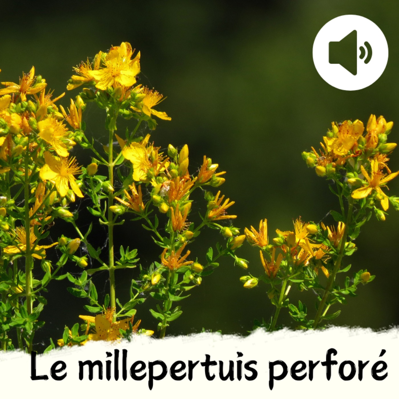 Le millepertuis perforé episode artwork