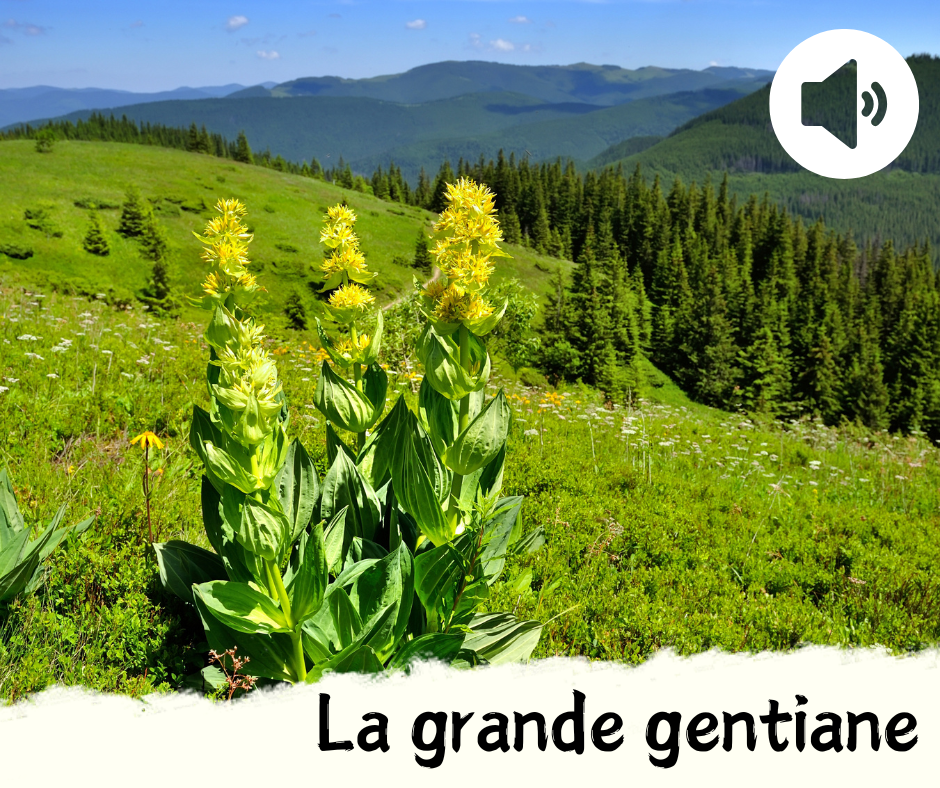 La grande gentiane episode artwork