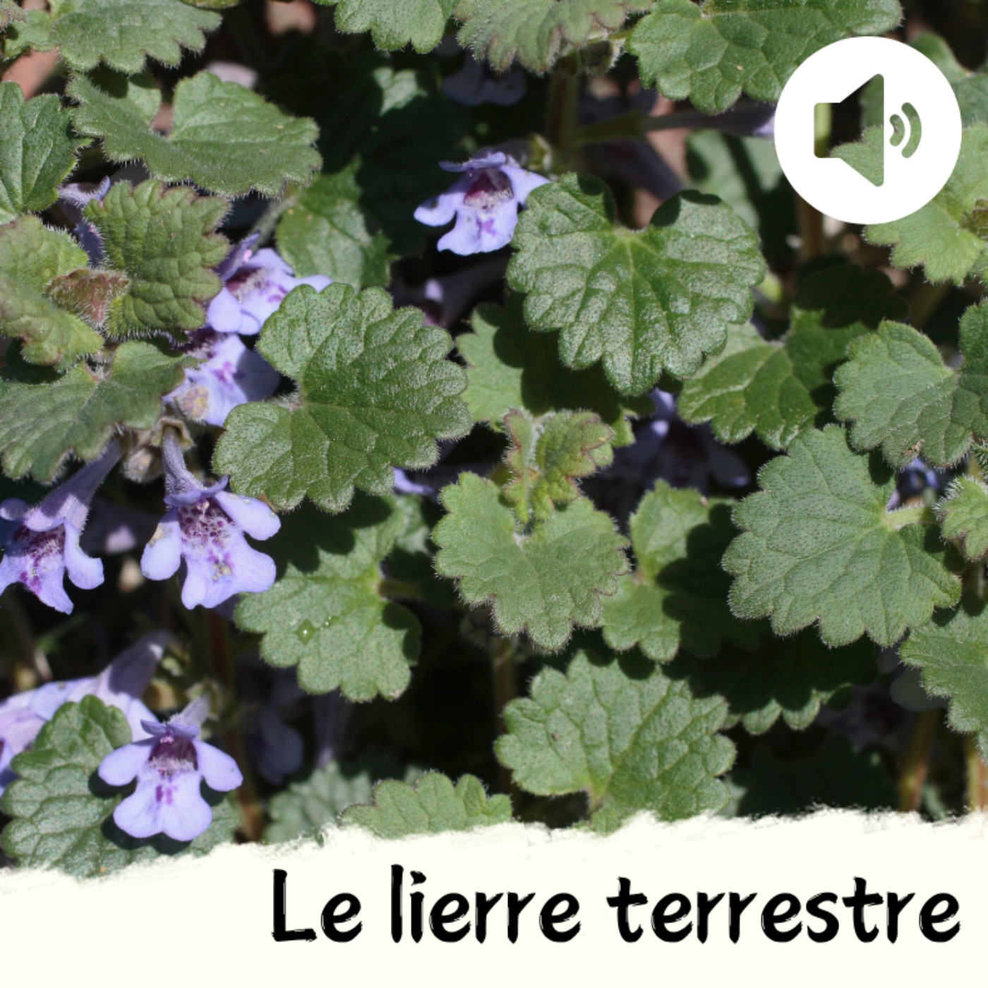 Le lierre terrestre episode artwork