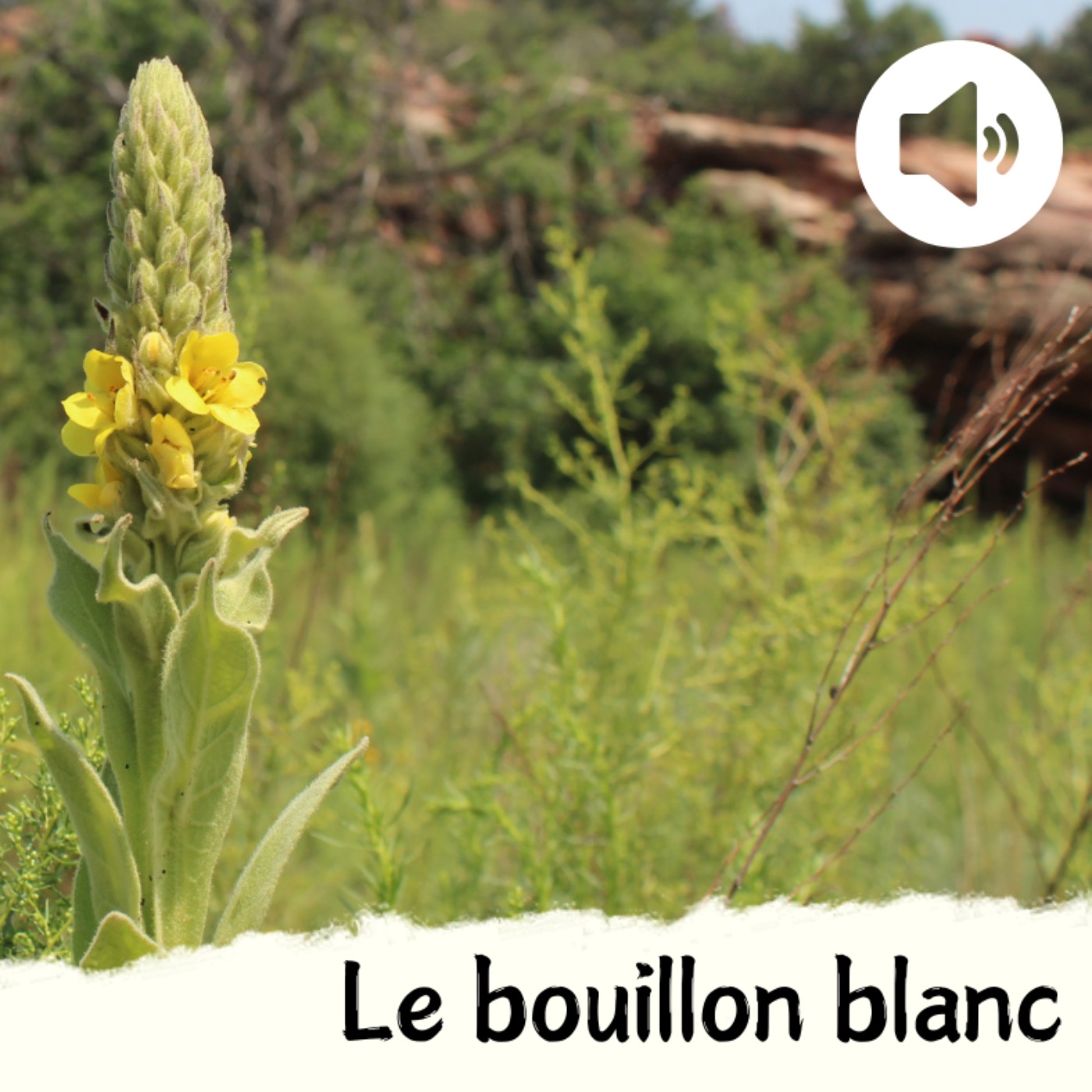Le bouillon blanc episode artwork