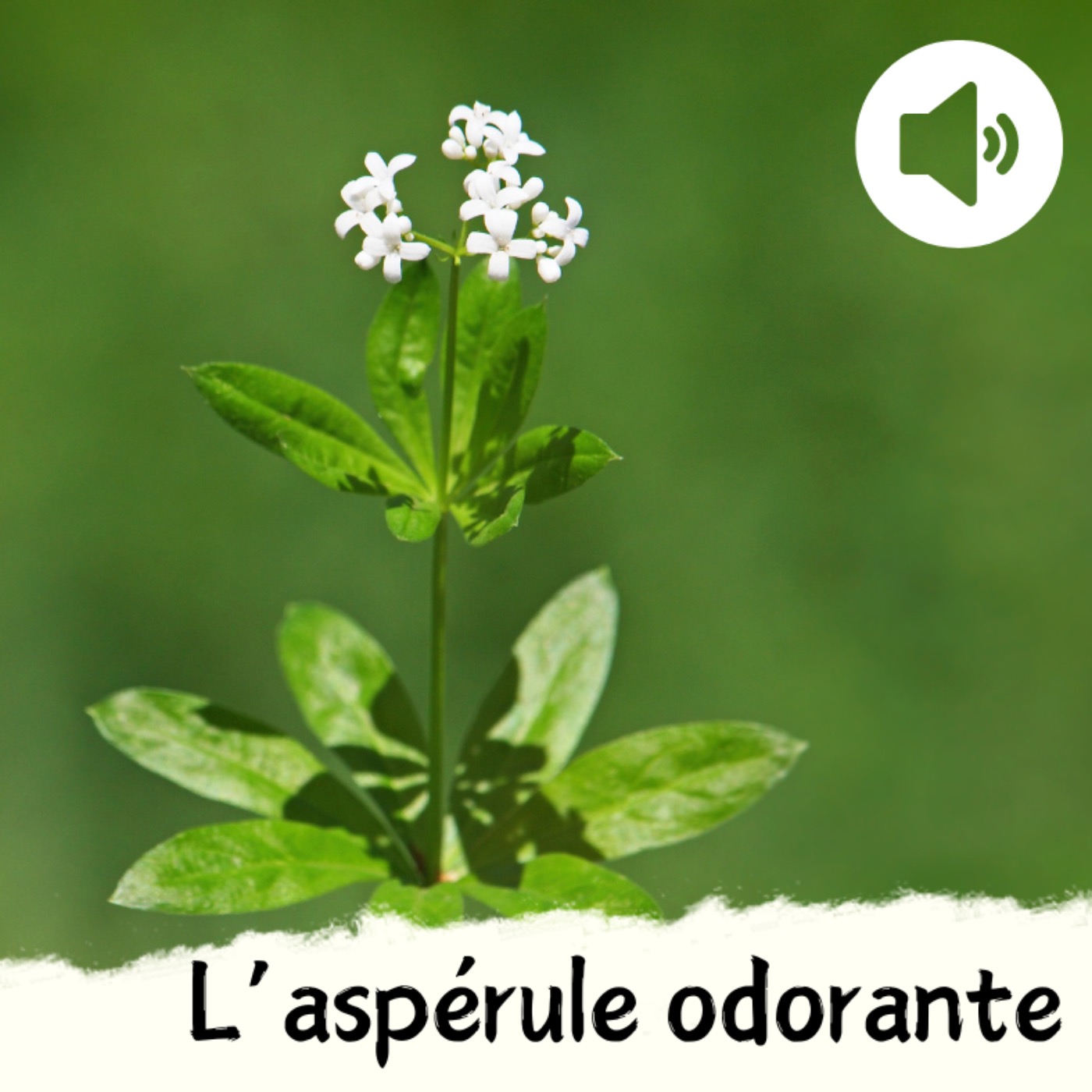 L'aspérule odorante L'aspérule odorante