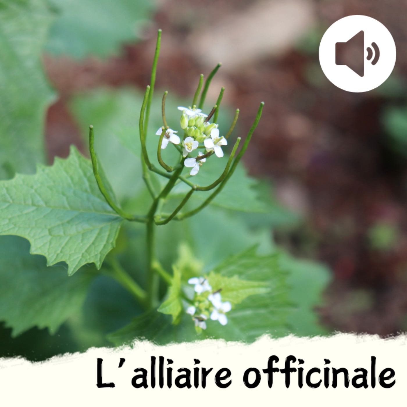 L'alliaire officinale episode artwork
