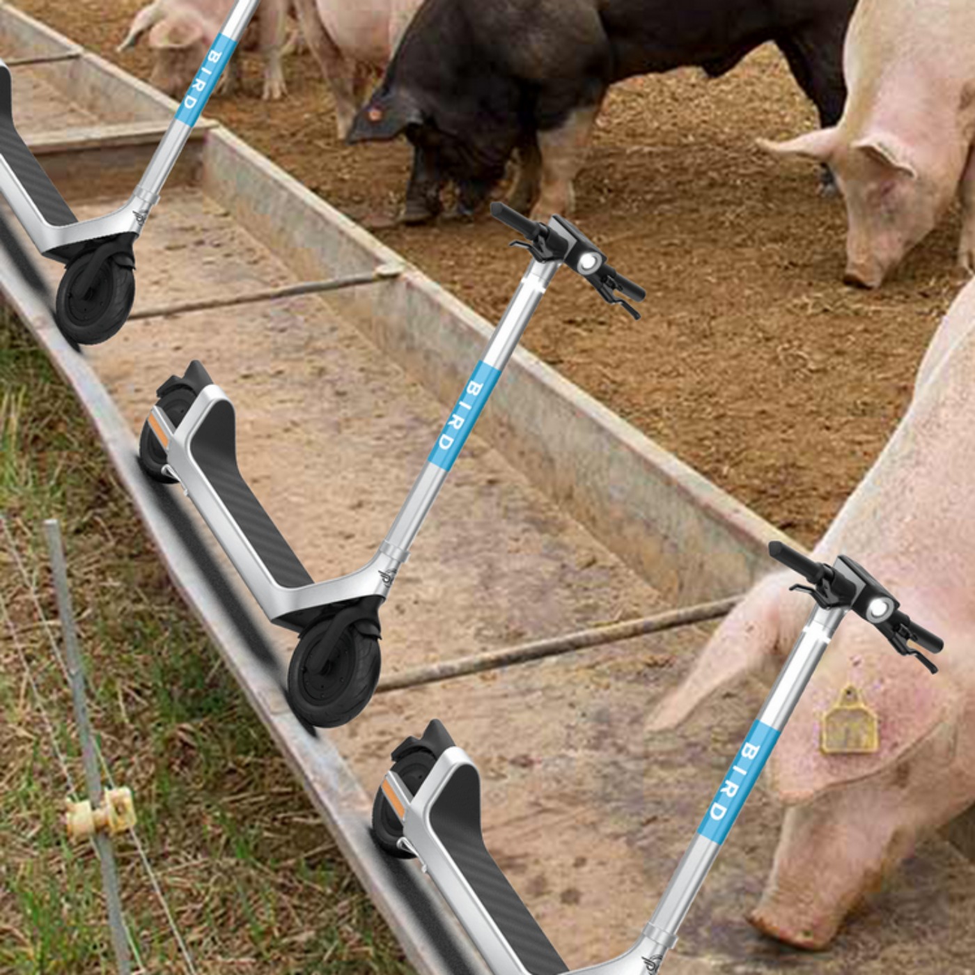 053 - Pigs at the Trough
