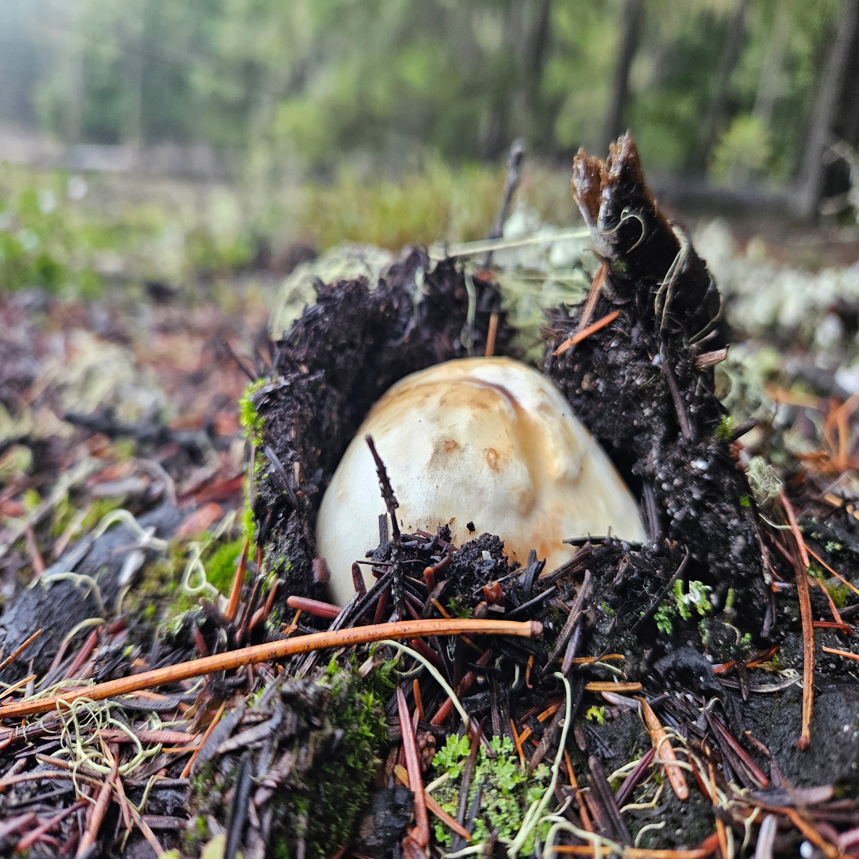 Mushrooms episode artwork