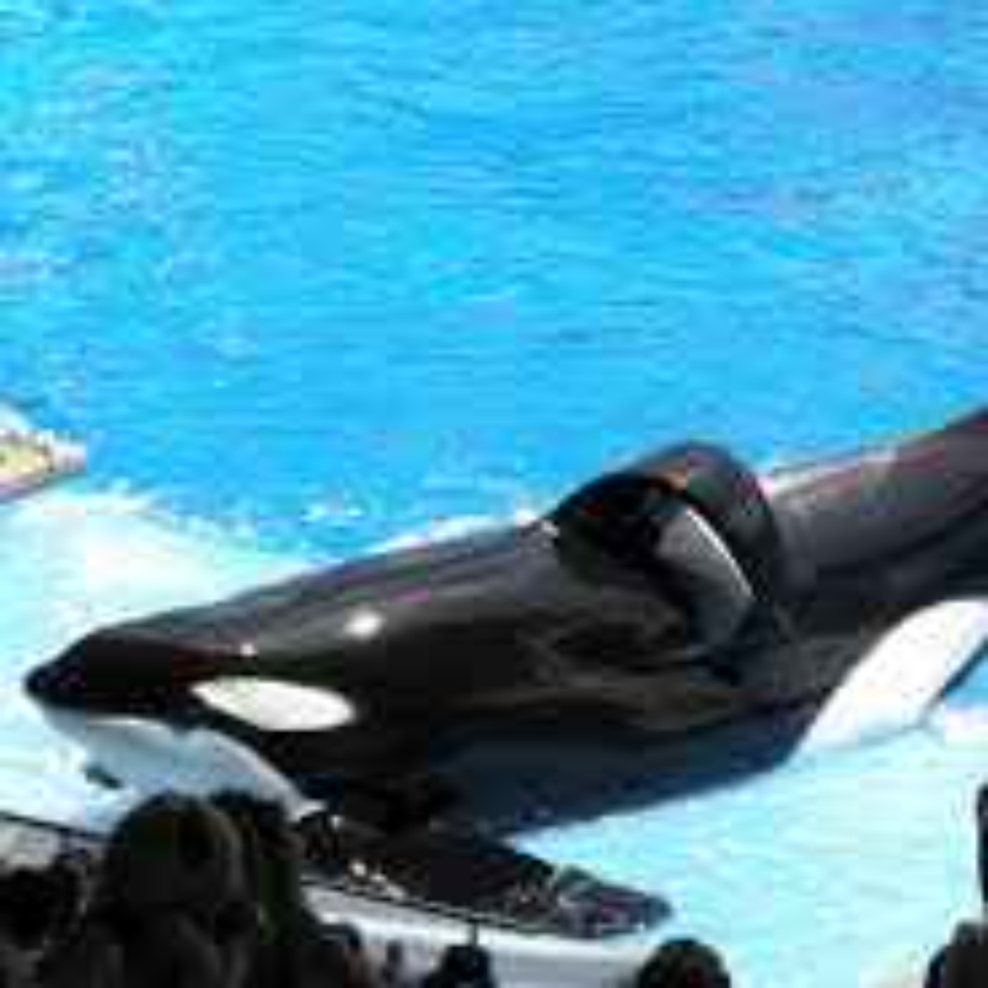 Episode 76: Tilikum the Killer Whale, and What the Water Couldn't Hide