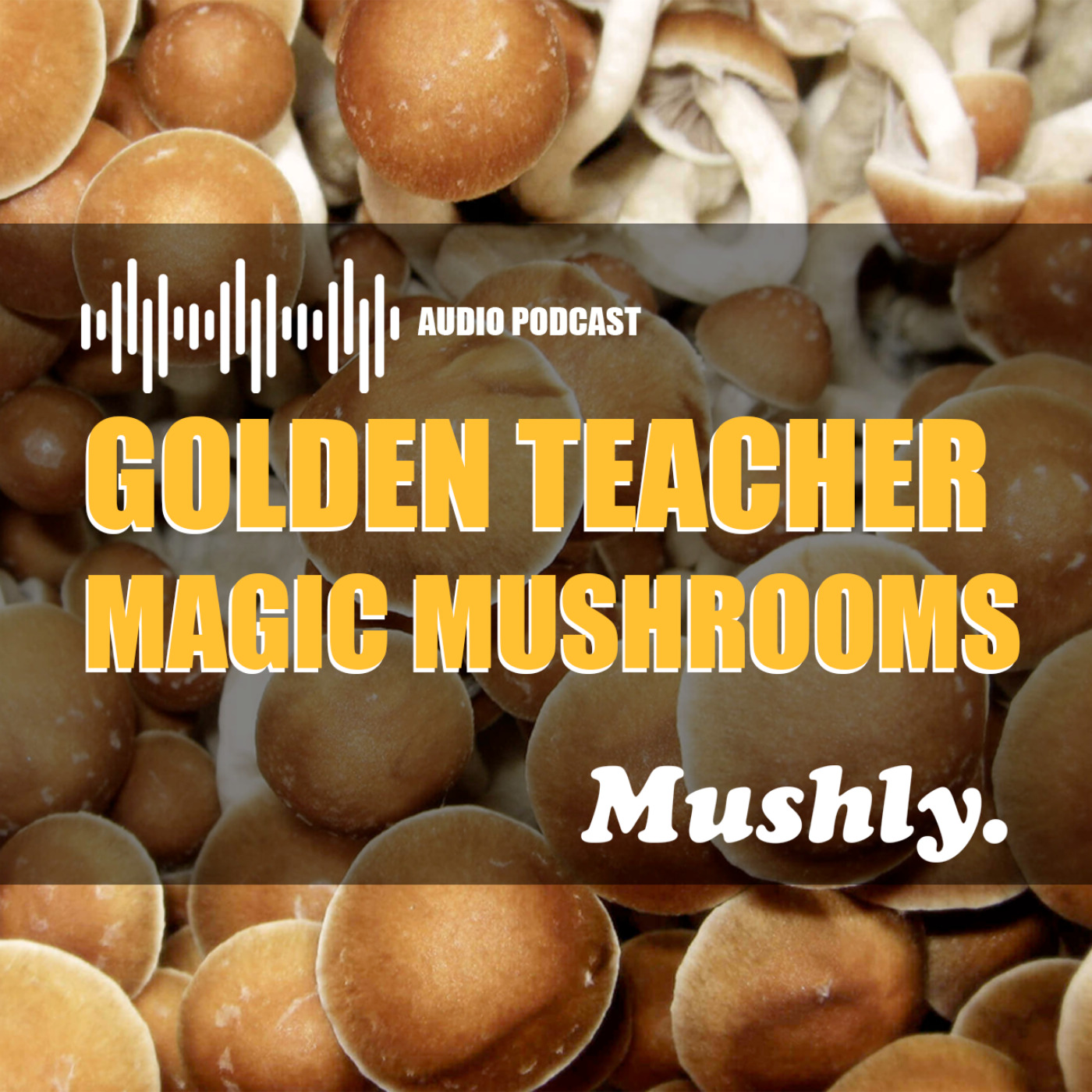 Golden Teacher Magic Mushrooms