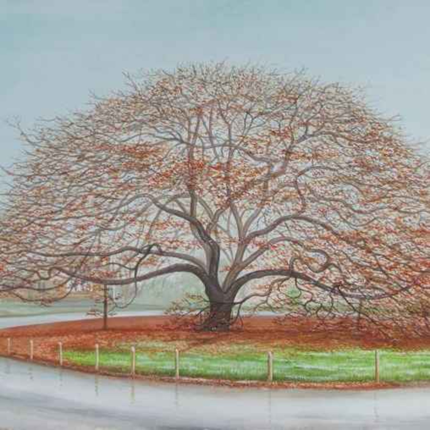 A Sense of Place trail: Sandon Oak Tree