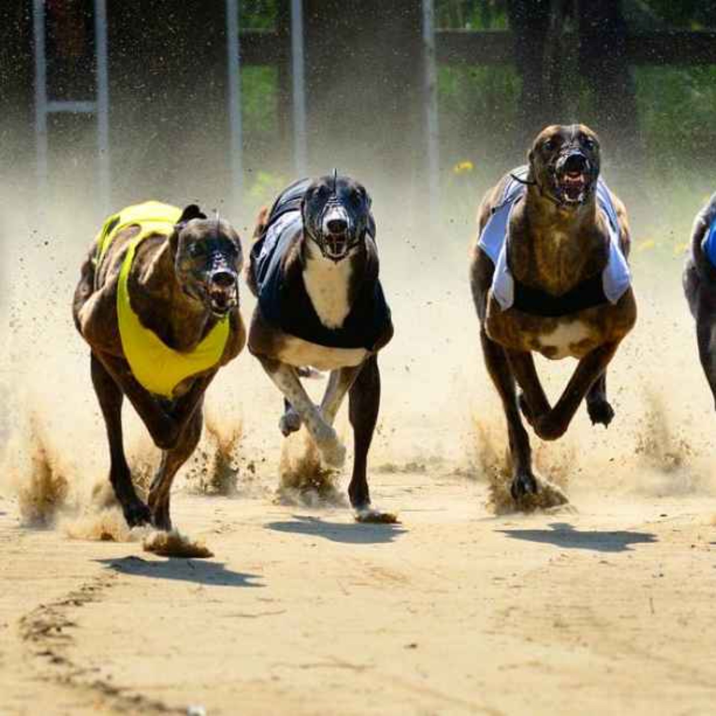 Sense of Place trail: Romford Greyhound Racing