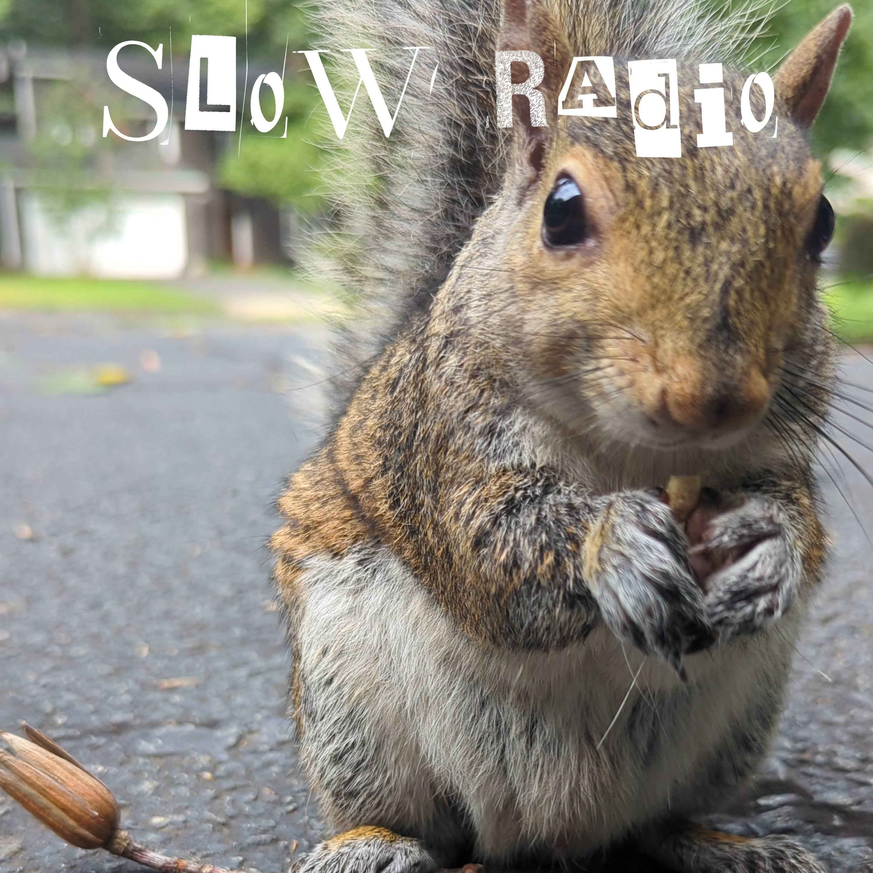 Squirrelnado