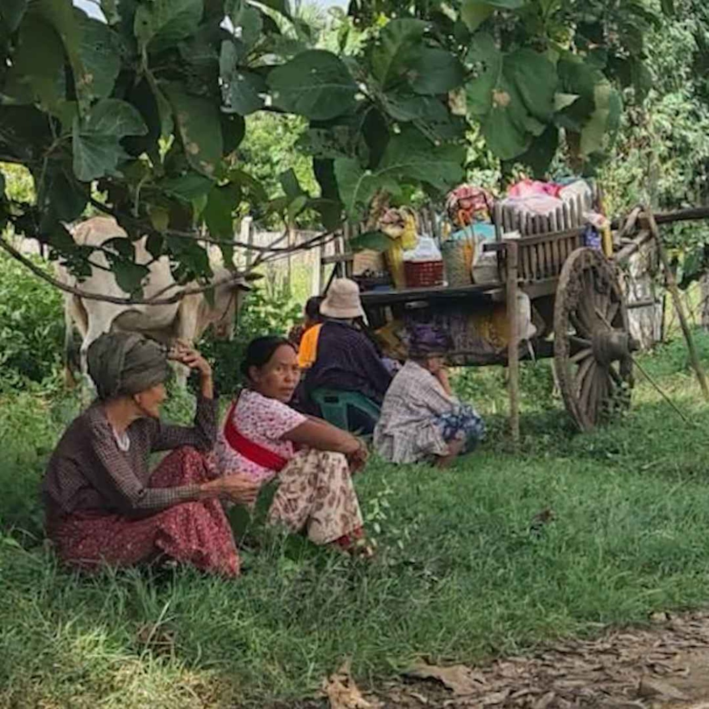 နေ့စဉ်တိုက်ရိုက်ထုတ်လွှင့်ချက် (၂ဝ၂၄ နိုဝင်ဘာ ၁၆ ရက် ညပိုင်း) episode artwork