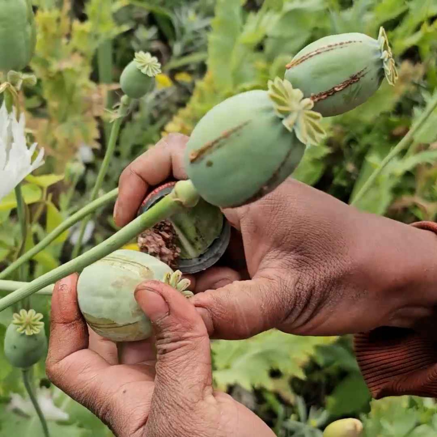 နေ့စဉ်တိုက်ရိုက်ထုတ်လွှင့်ချက် (၂ဝ၂၄ ဒီဇင်ဘာ ၂၀ ရက် ညပိုင်း) episode artwork