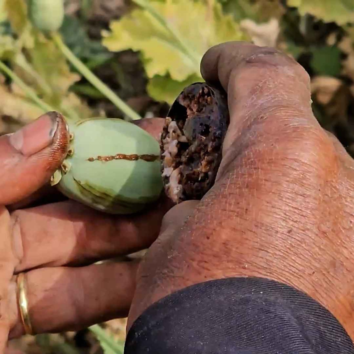 နေ့စဉ်တိုက်ရိုက်ထုတ်လွှင့်ချက် (၂၀၂၅ မတ် ၁၅ ရက် မနက်ပိုင်း) episode artwork