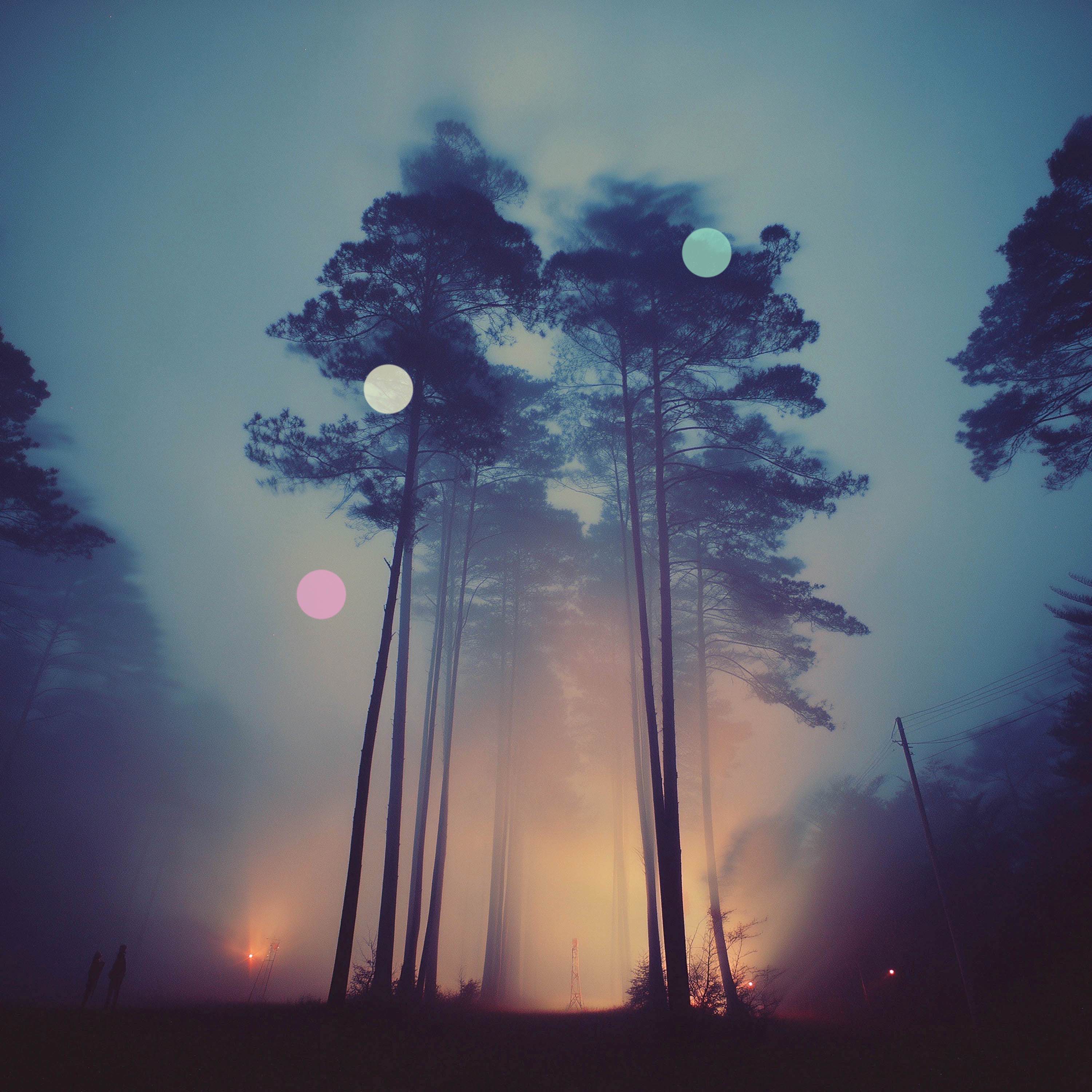 風に吹かれる森 | 自然のホワイトノイズ