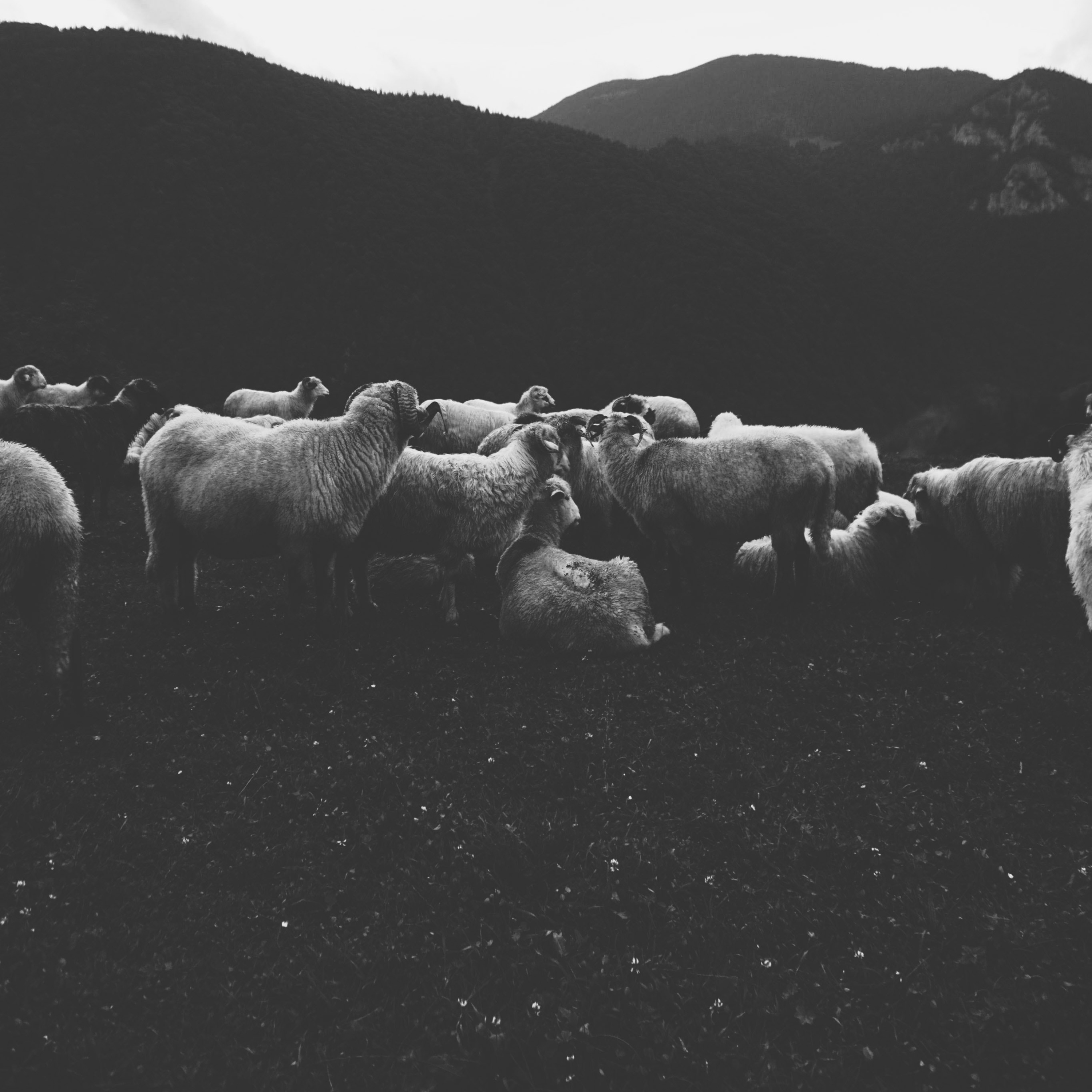 Feed The Sheep Ministry